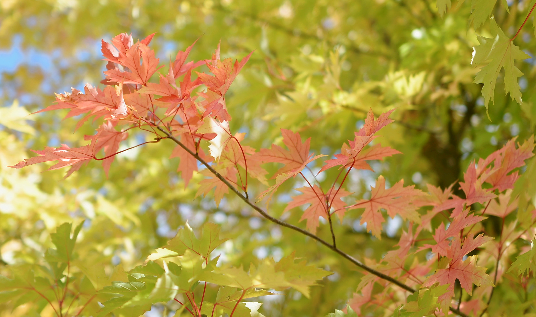 Nikon D600 + Nikon AF-S Nikkor 24mm F1.8G ED sample photo. Début d'automne photography