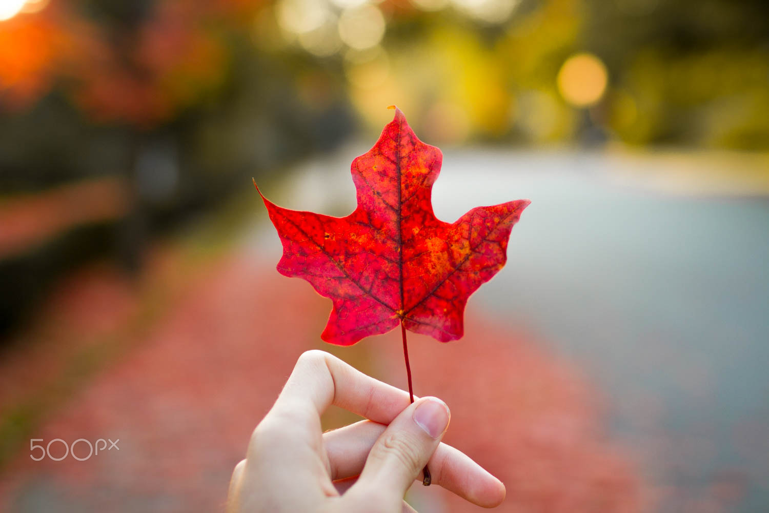 Canon EOS 7D + Canon EF 35mm F1.4L USM sample photo. Fall photography