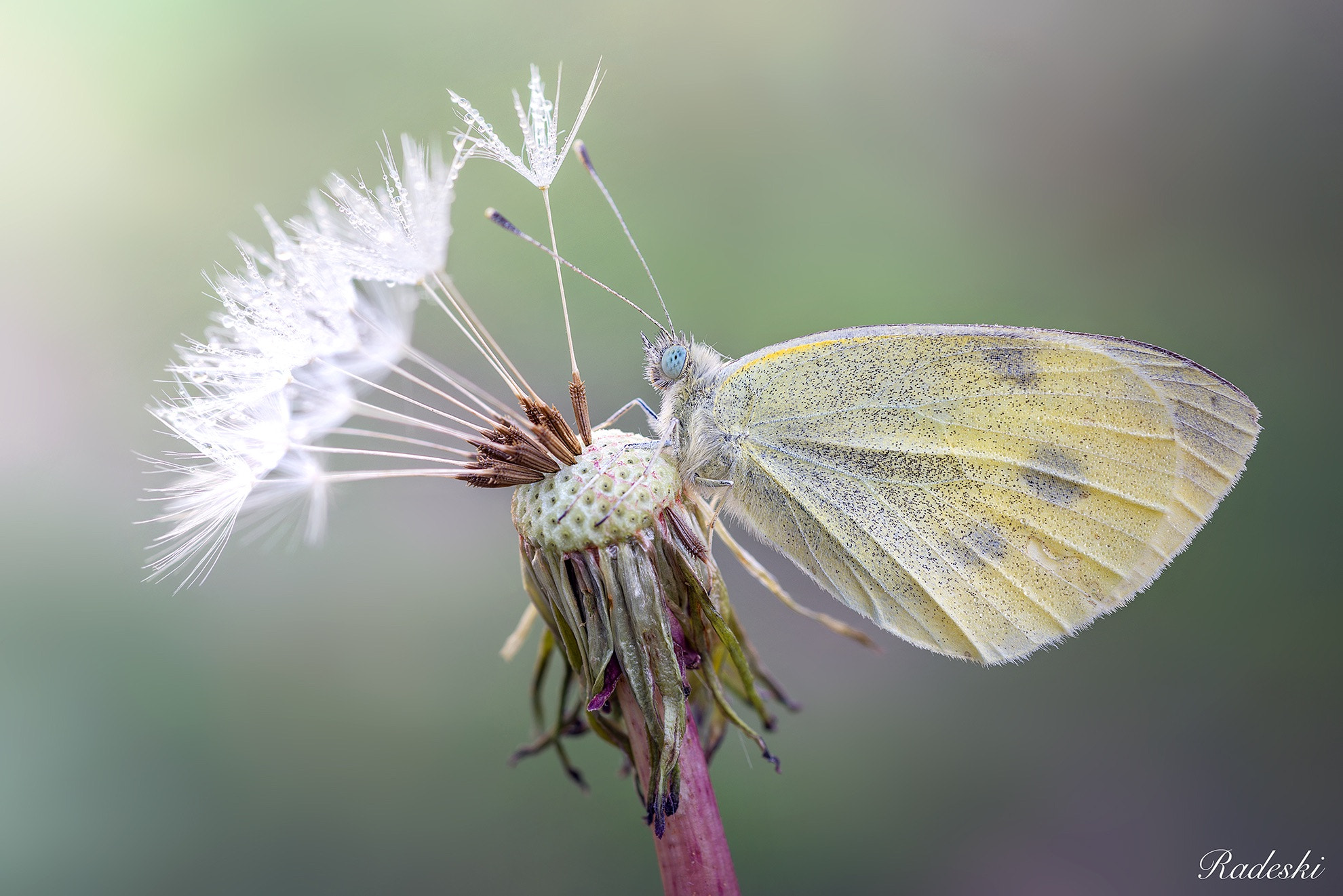 Nikon D800E + Nikon AF Micro-Nikkor 60mm F2.8D sample photo. Sul soffione photography
