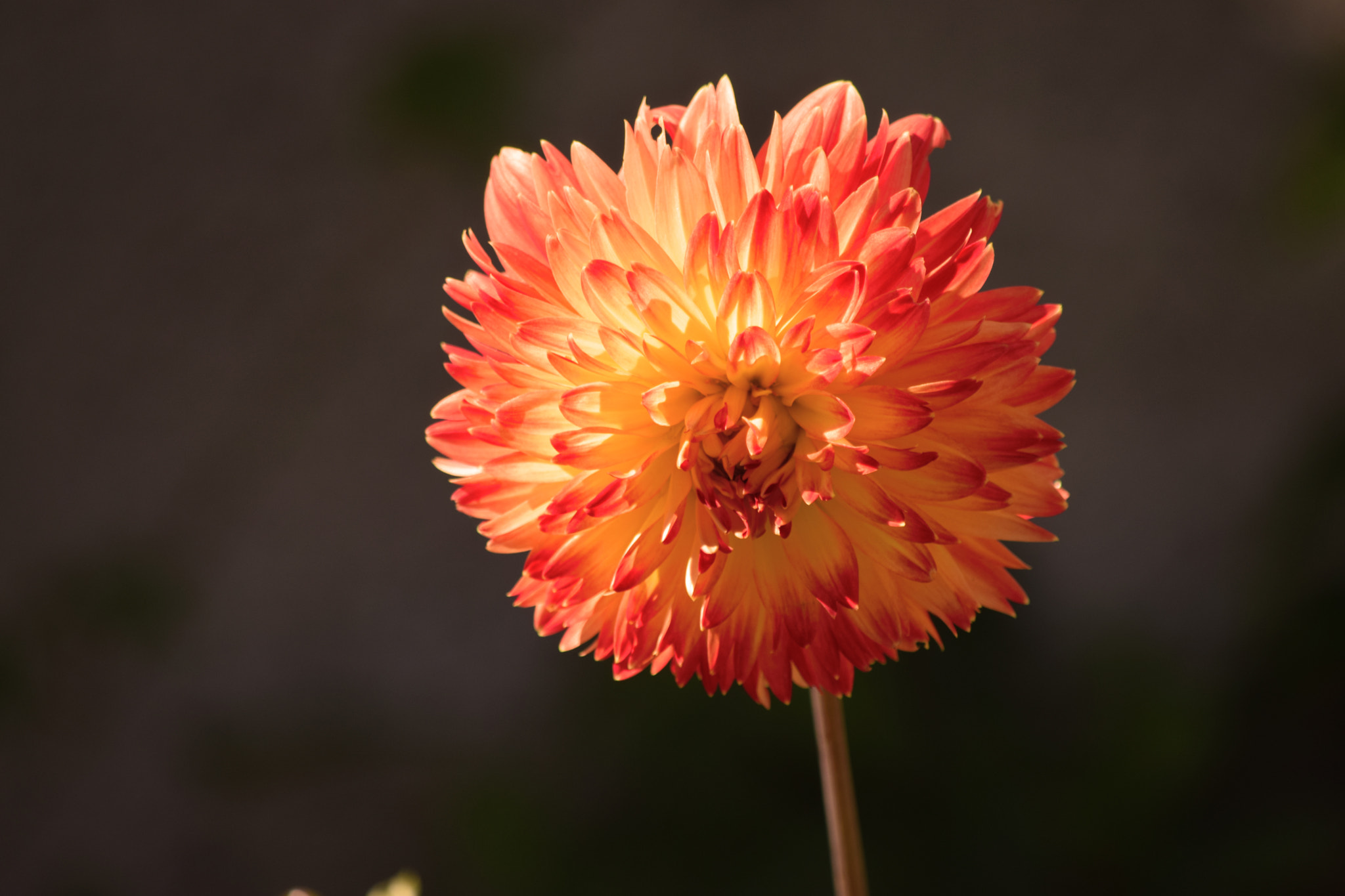 IX-Nikkor 60-180mm f/4.5-5.6 sample photo. Red & yellow photography