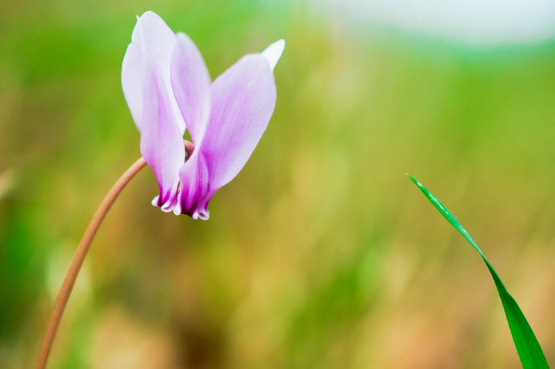 OLYMPUS 50mm Lens sample photo. Cyclamen photography