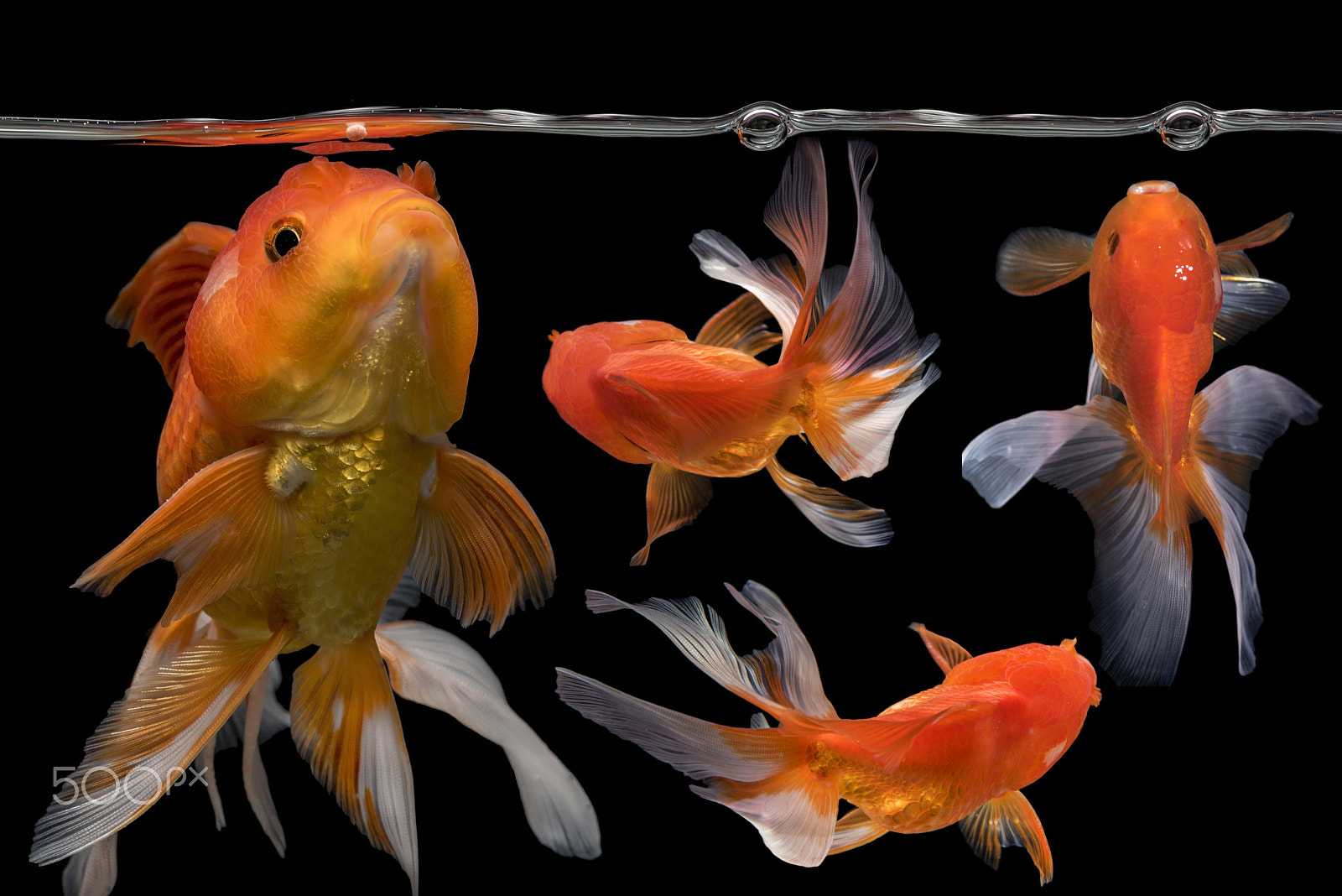 Nikon D750 + Tokina AT-X Pro 100mm F2.8 Macro sample photo. Beautiful 4 fantail gold fishs movement photography
