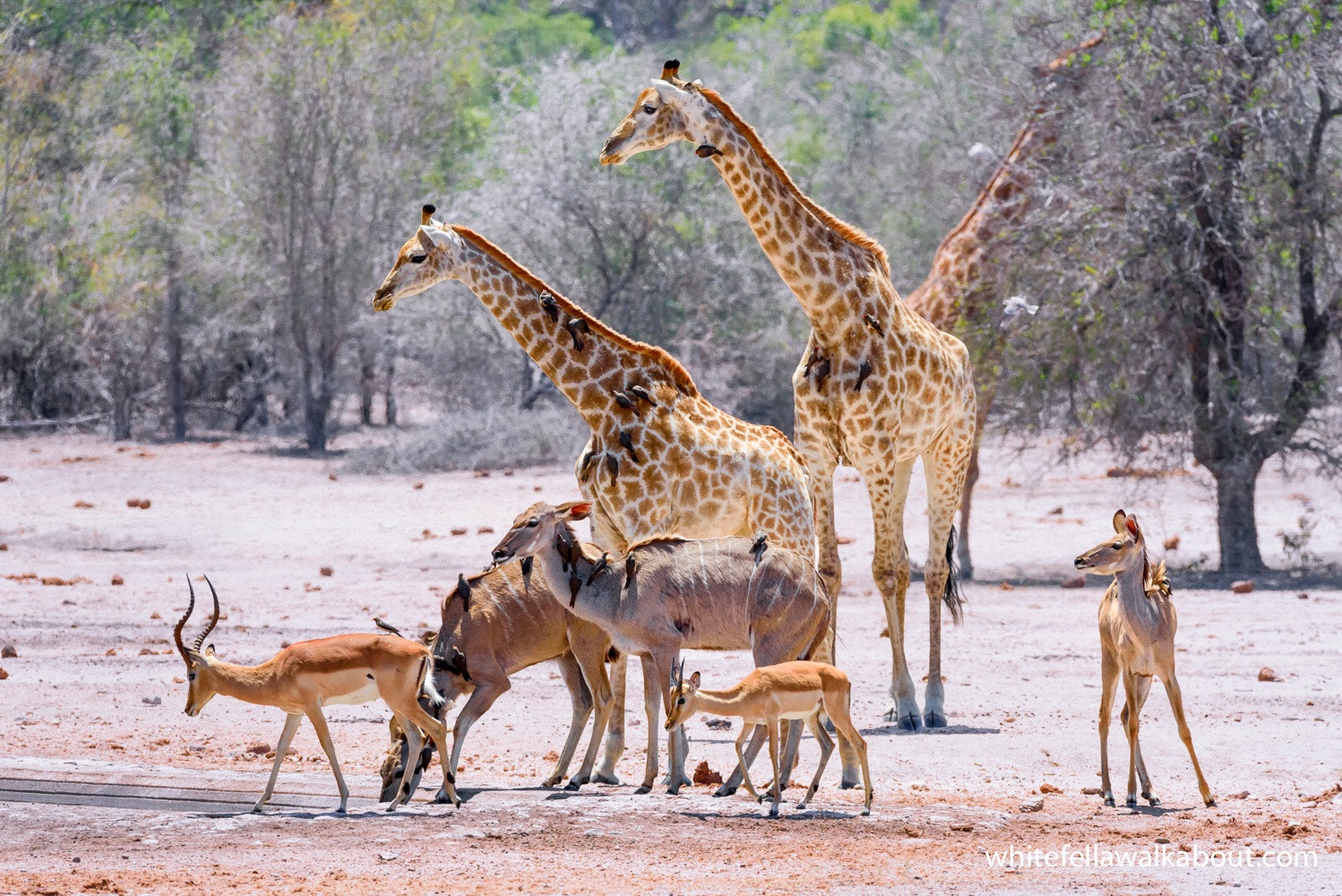 Nikon D810 + Nikon AF-S Nikkor 400mm F2.8G ED VR II sample photo. Gathering of kudu, giraffe and impala at a watering point in the kruger national park, south africa photography