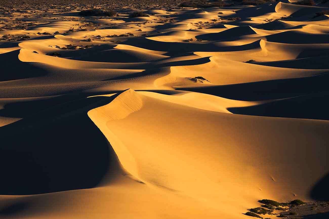 Nikon D600 sample photo. Early morning light on sand dunes ii photography