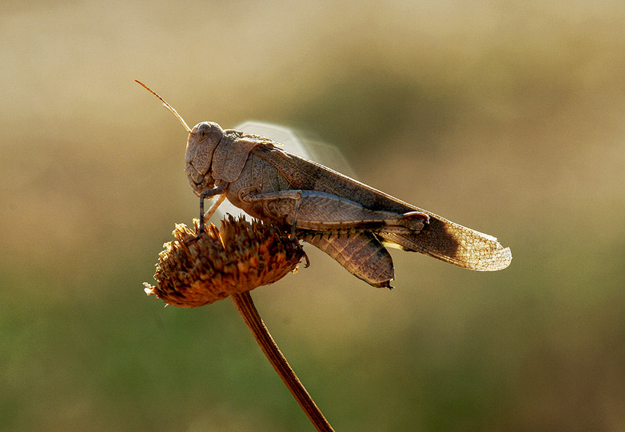 Pentax K20D + smc PENTAX-FA Macro 100mm F2.8 sample photo. Grasshopper photography