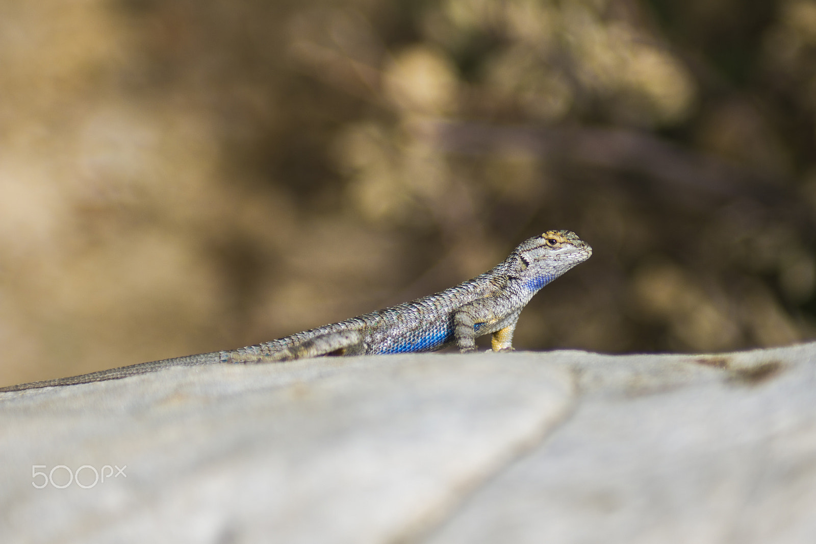 EF28-70mm f/2.8L USM sample photo. Blue belly lizard photography