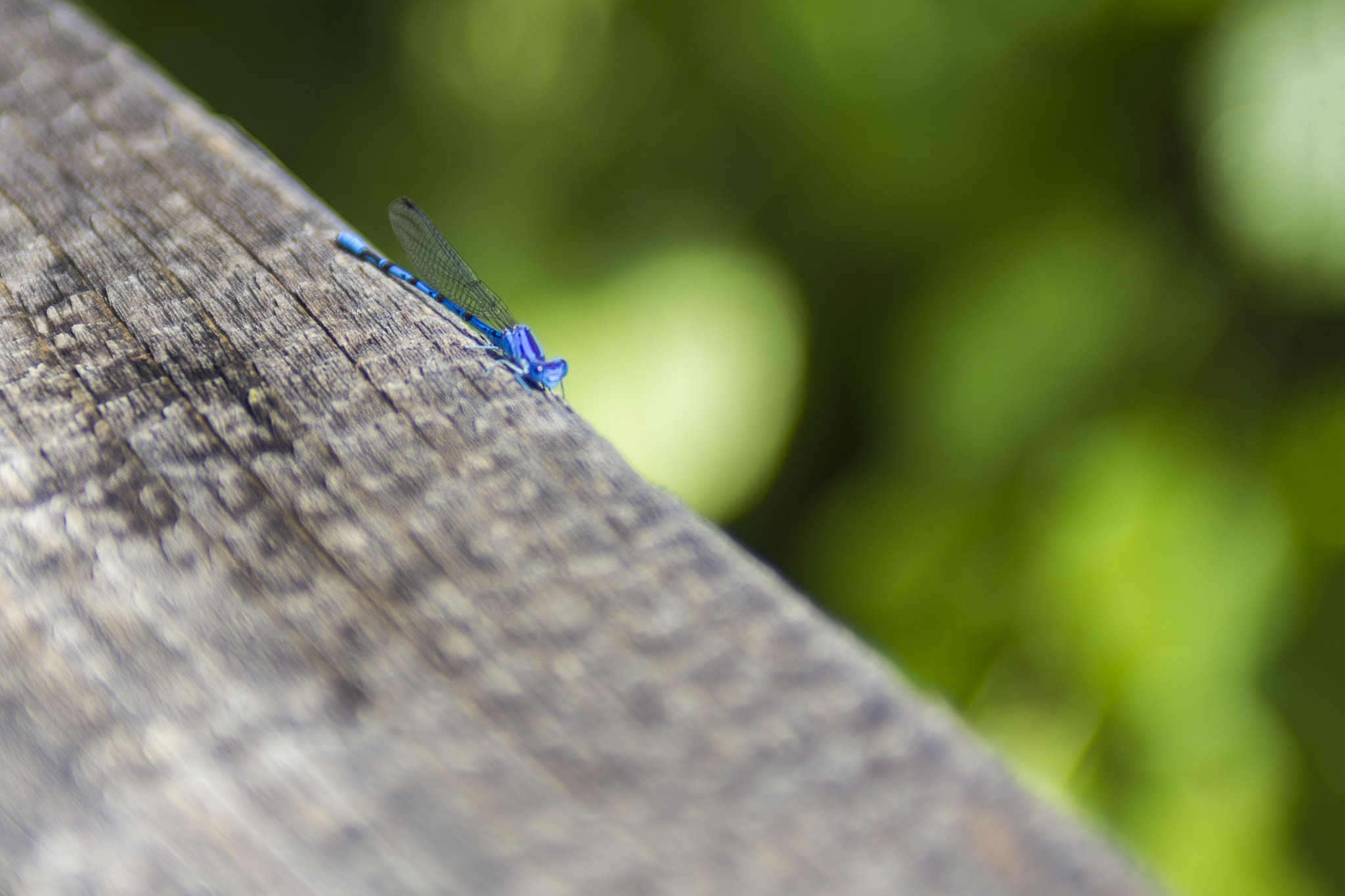 Canon EOS 550D (EOS Rebel T2i / EOS Kiss X4) + EF28-70mm f/2.8L USM sample photo. Blue dragonfly photography