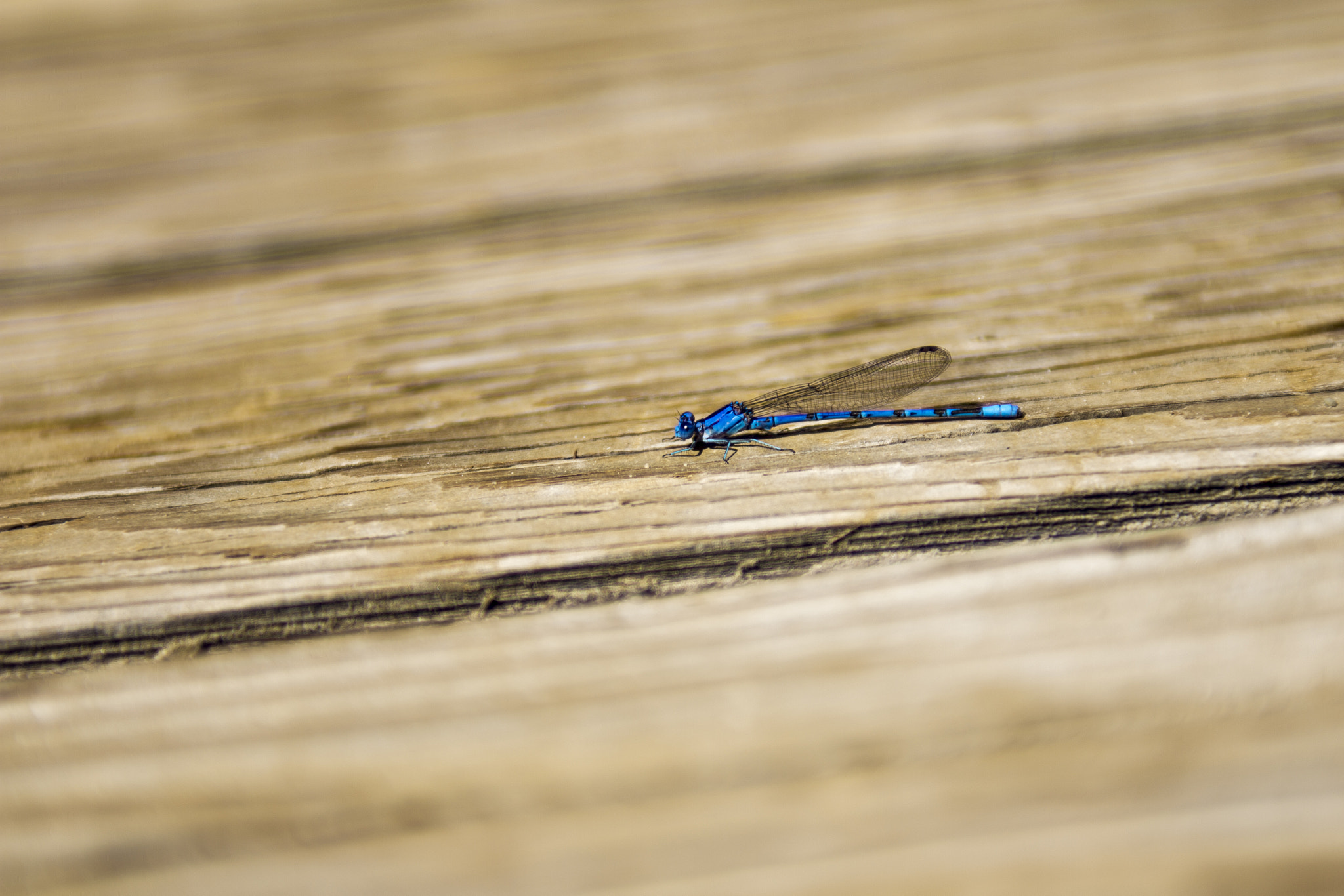 EF28-70mm f/2.8L USM sample photo. Dragonfly photography
