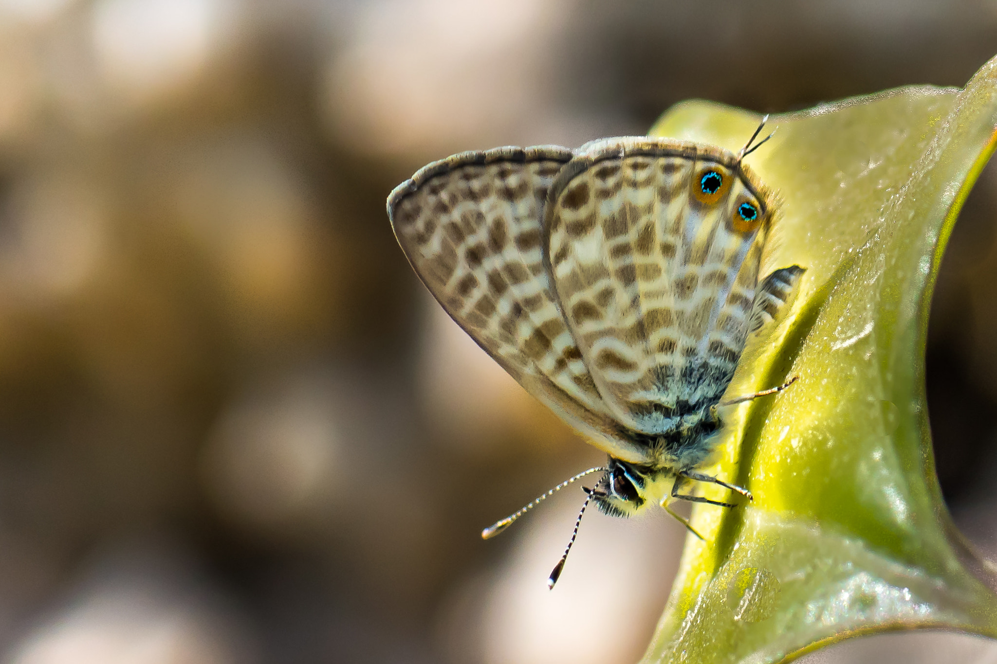 Nikon AF-S Micro-Nikkor 105mm F2.8G IF-ED VR sample photo. Butterfly photography