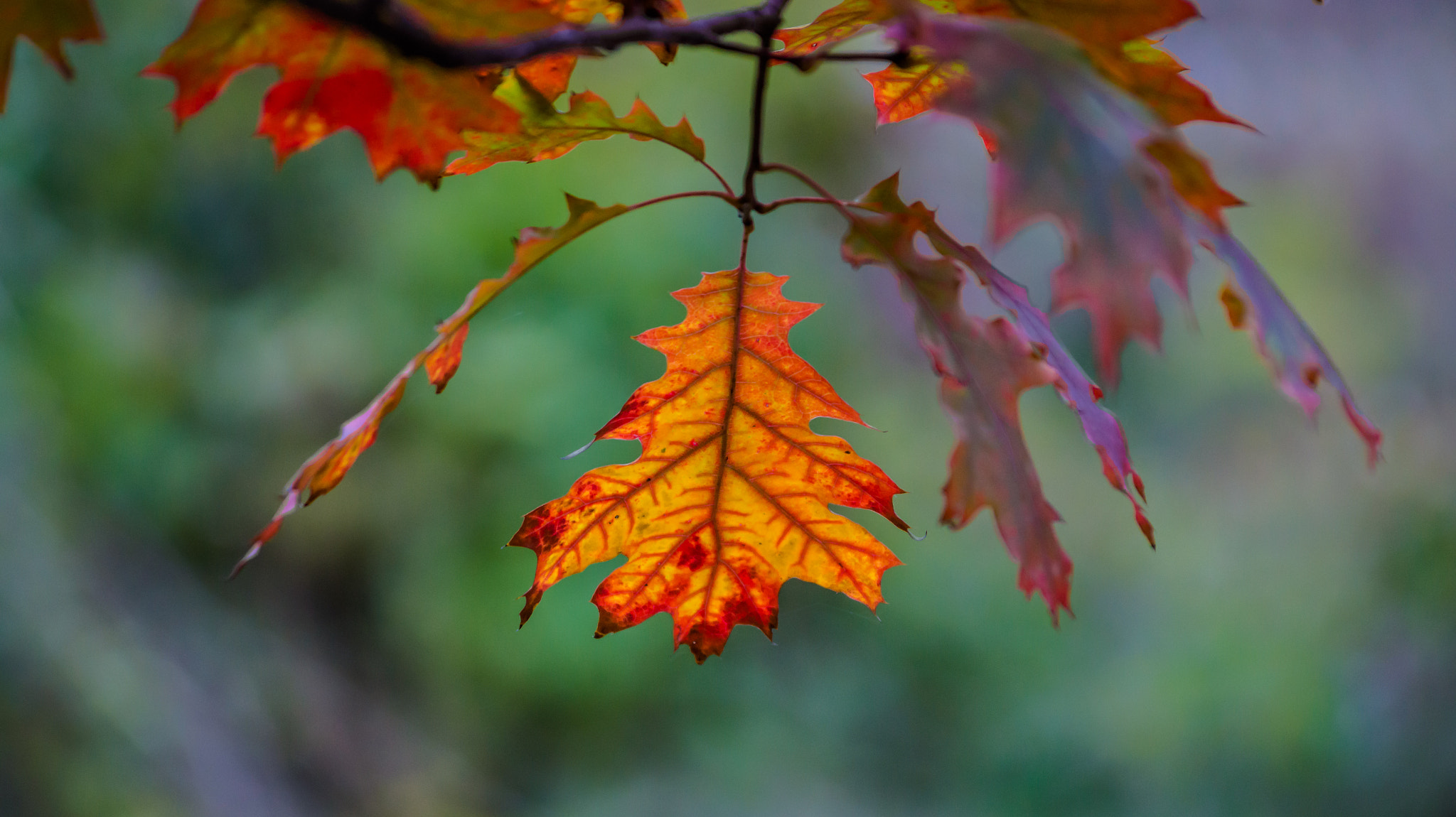 Sony SLT-A58 + Sigma 70-300mm F4-5.6 DL Macro sample photo. Dsc photography