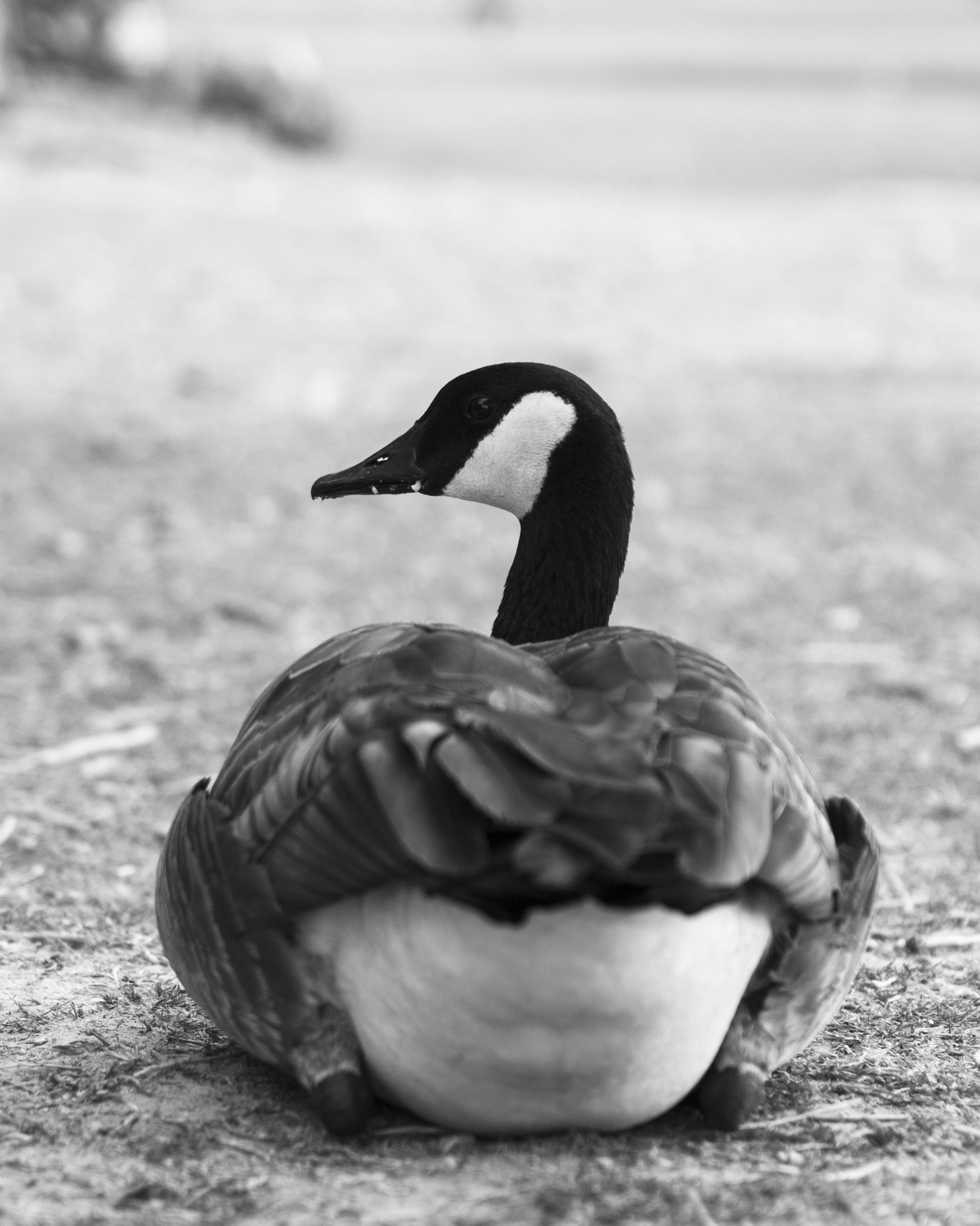 Canon EOS 550D (EOS Rebel T2i / EOS Kiss X4) + EF28-70mm f/2.8L USM sample photo. Duck, duck... photography