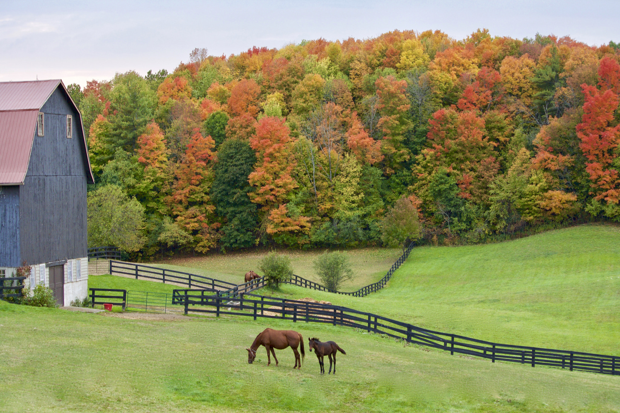 Canon EOS 1000D (EOS Digital Rebel XS / EOS Kiss F) sample photo. Fall foliage and horses photography