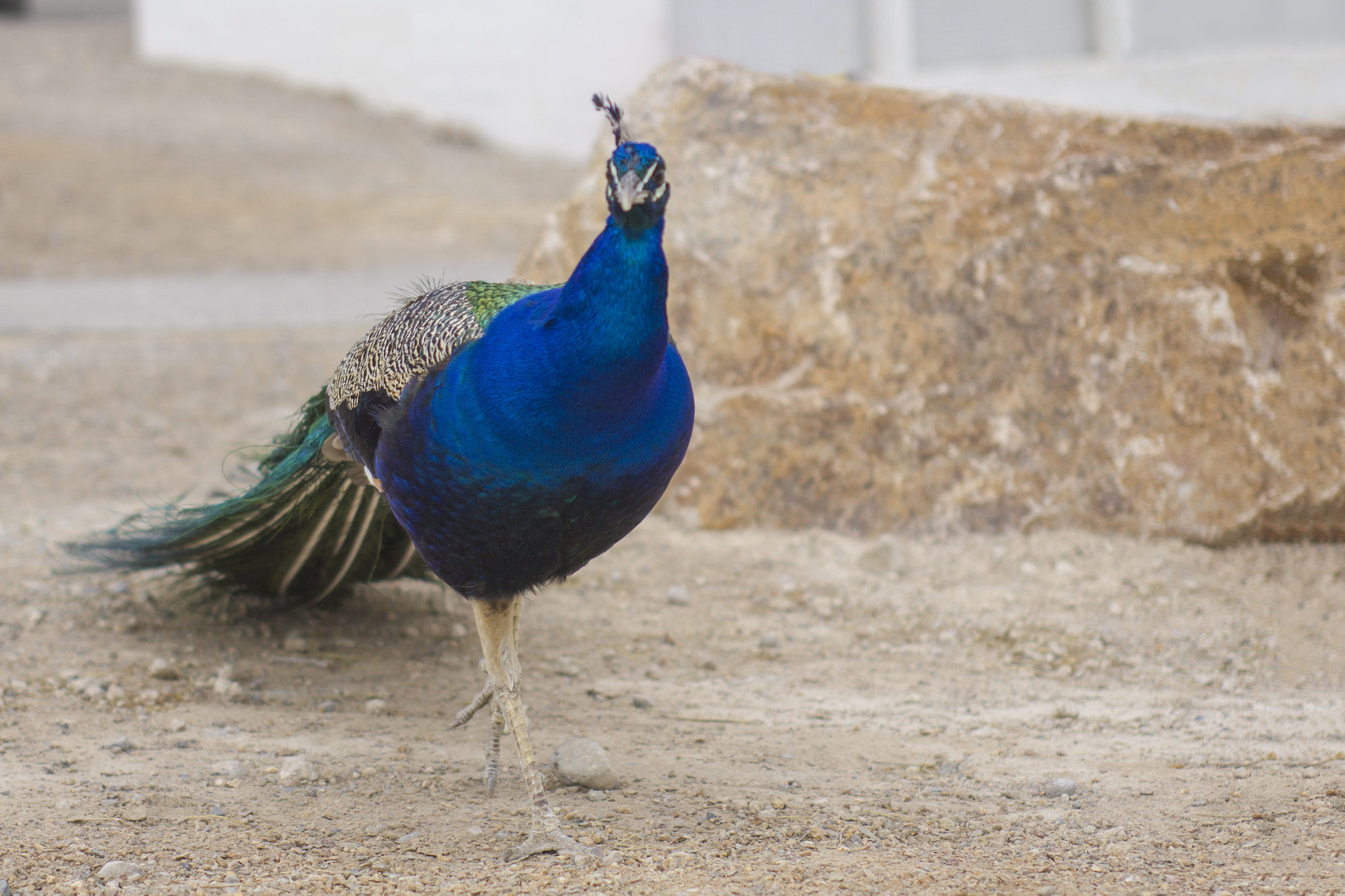 EF28-70mm f/2.8L USM sample photo. Strutting photography