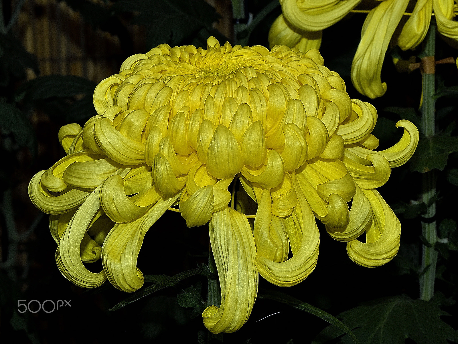 Nikon D200 sample photo. Kobe chrysanthemum exhibition～神戸菊花展～2 photography