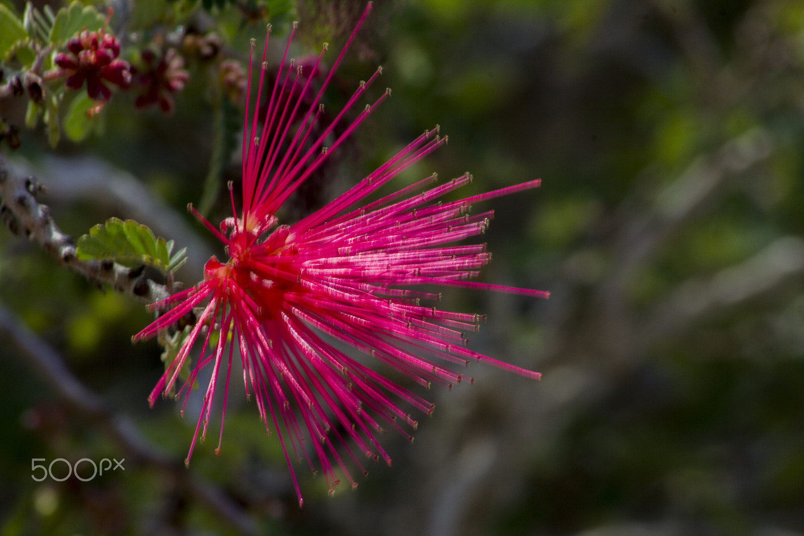 Canon EOS 550D (EOS Rebel T2i / EOS Kiss X4) sample photo. Desert beauty photography
