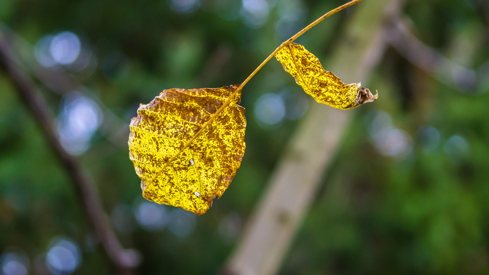 Sony SLT-A58 + Sigma 70-300mm F4-5.6 DL Macro sample photo. Dsc photography