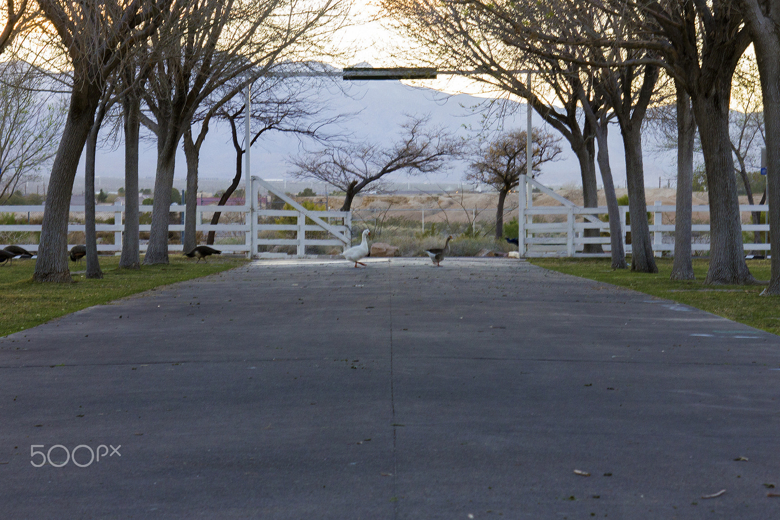 EF28-70mm f/2.8L USM sample photo. Crossing the road photography
