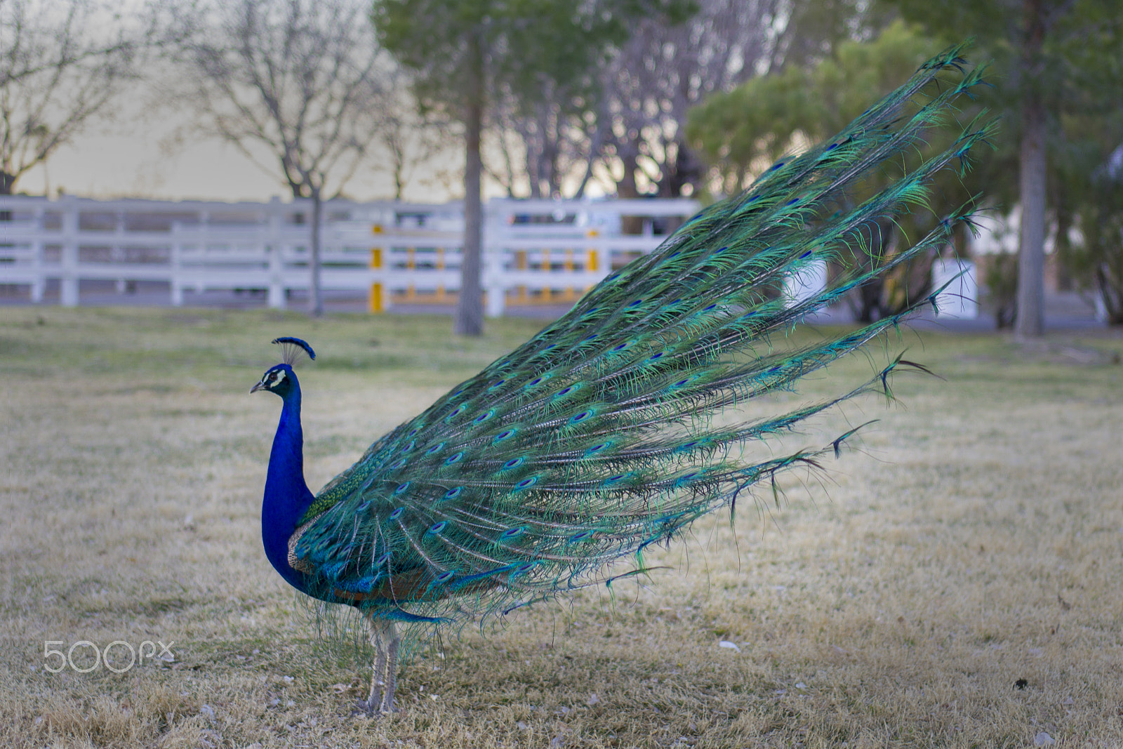 Canon EOS 550D (EOS Rebel T2i / EOS Kiss X4) + EF28-70mm f/2.8L USM sample photo. Peacock showing off photography