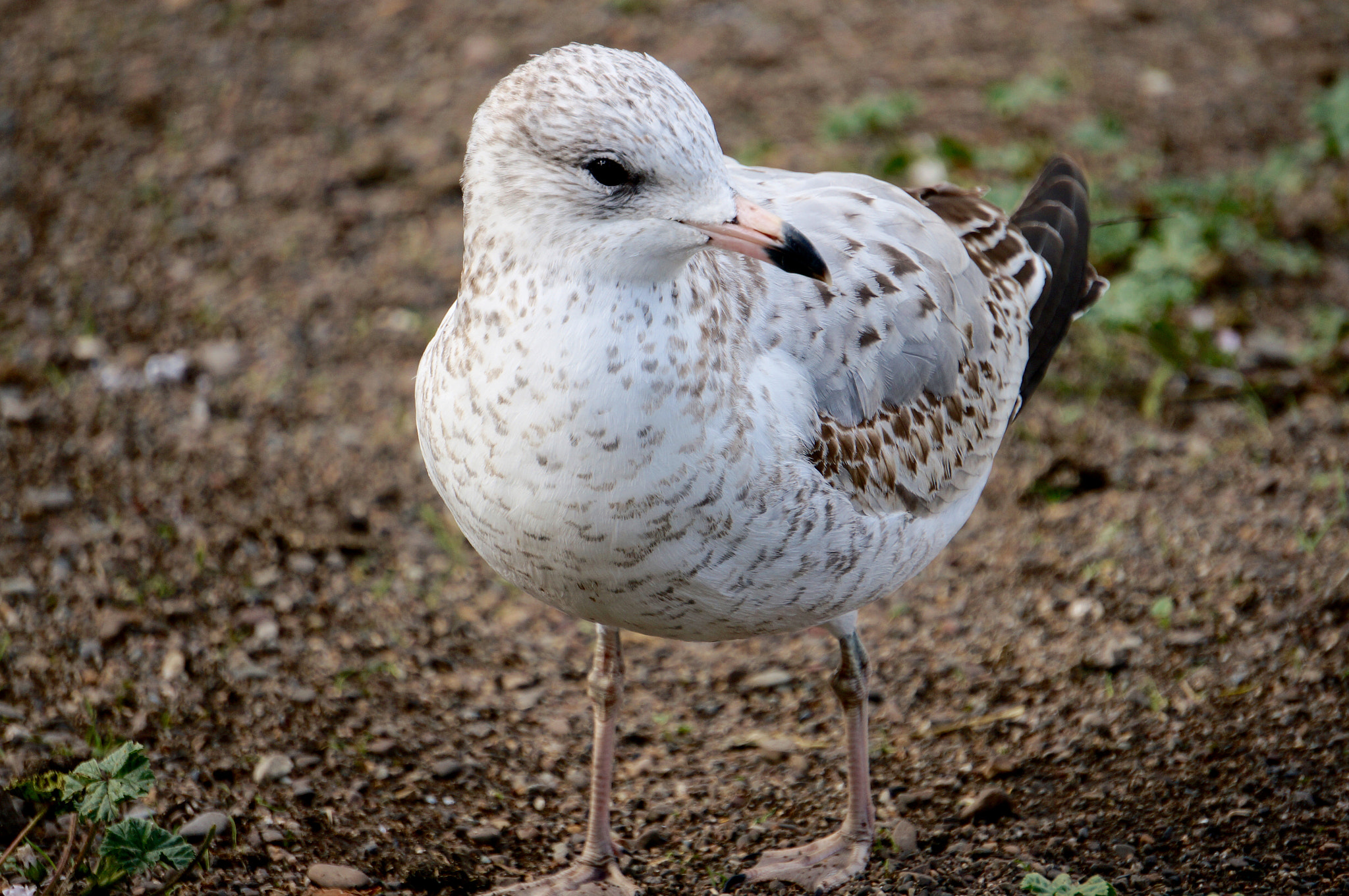 Sony E 55-210mm F4.5-6.3 OSS sample photo. Just a gull photography