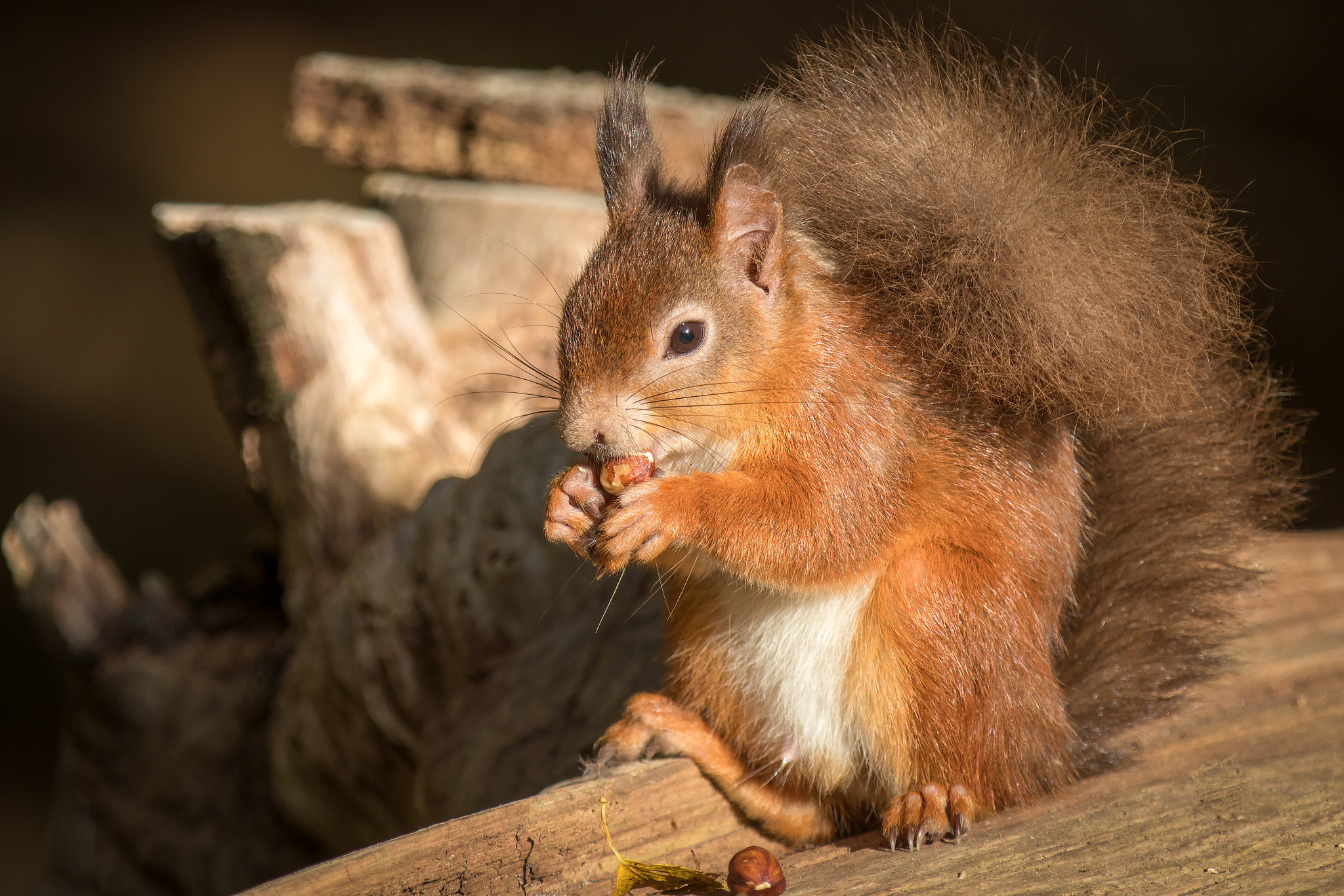 Canon EF 70-200mm F2.8L IS II USM sample photo. Red squirrel eating a hazelnut photography