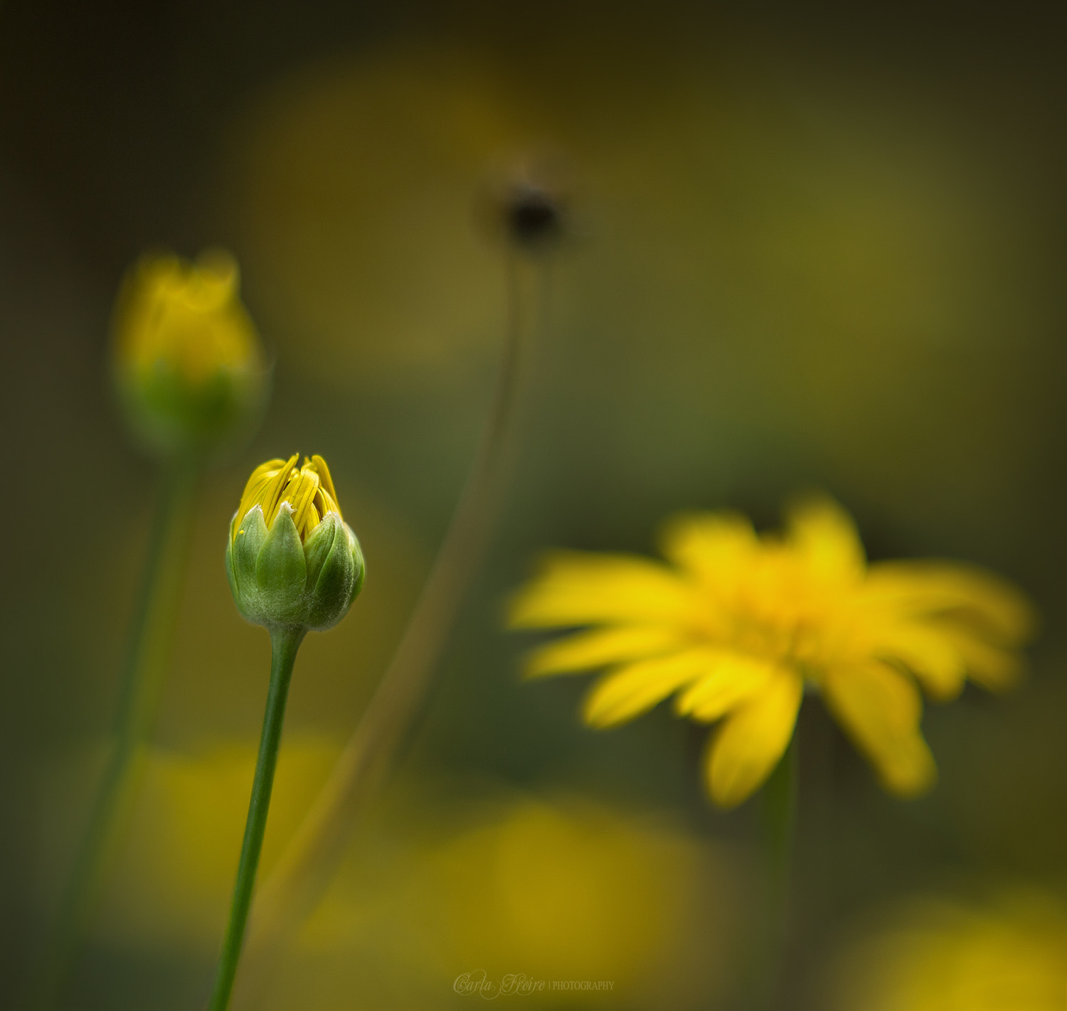 Canon EF 35-80mm f/4-5.6 sample photo. Last flowers photography