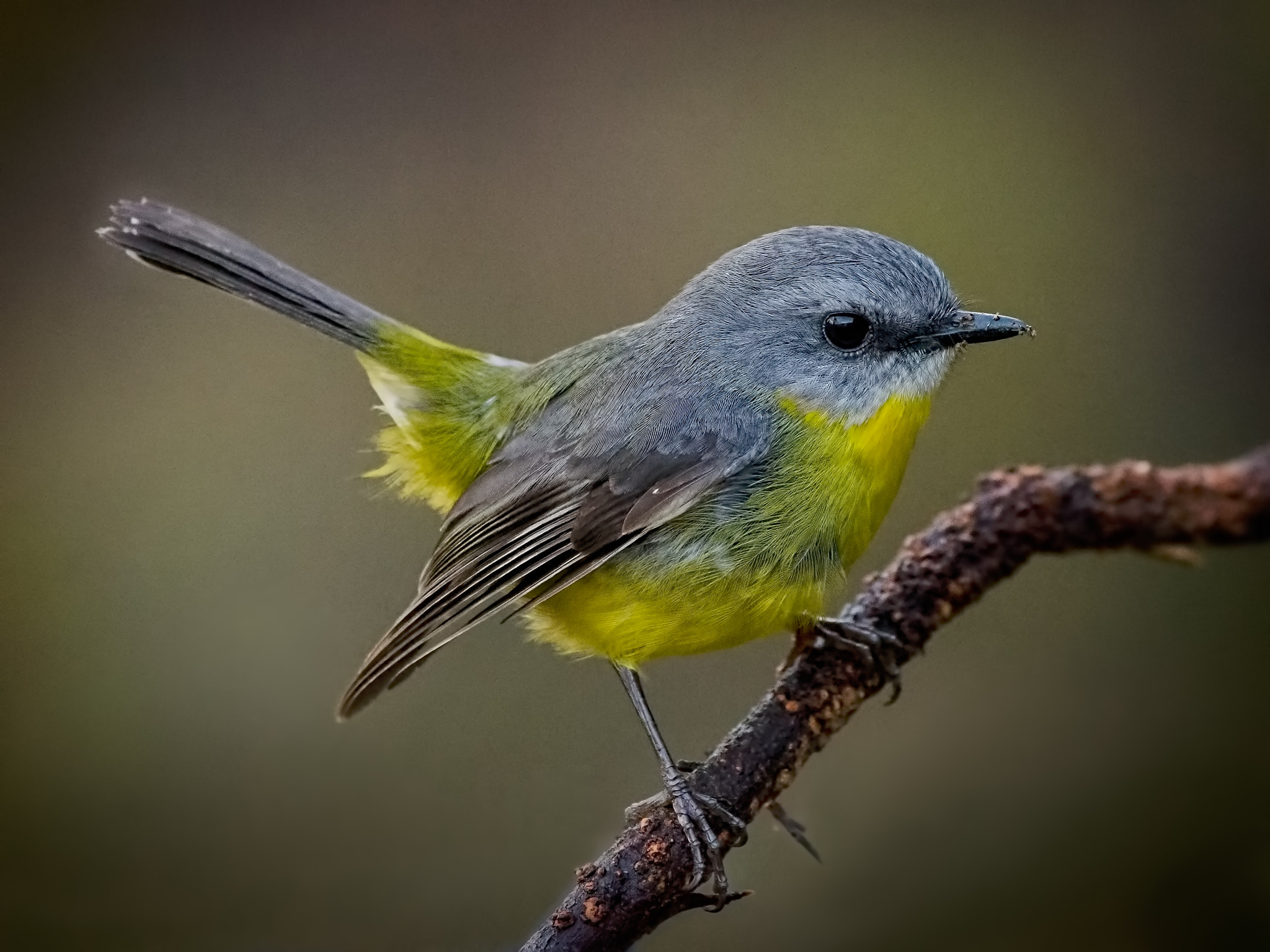 Sigma 150-600mm F5-6.3 DG OS HSM | C sample photo. Yellow robin photography