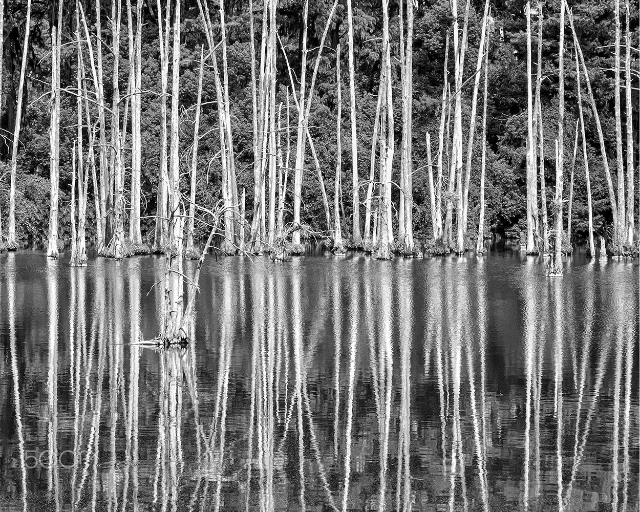 Nikon D800 sample photo. Cypress trees photography