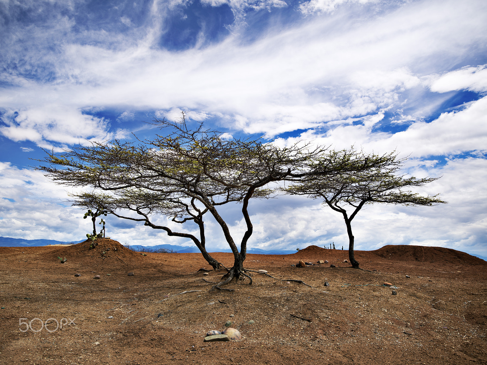 HD Pentax-DA645 28-45mm F4.5ED AW SR sample photo. Trees in the desert photography