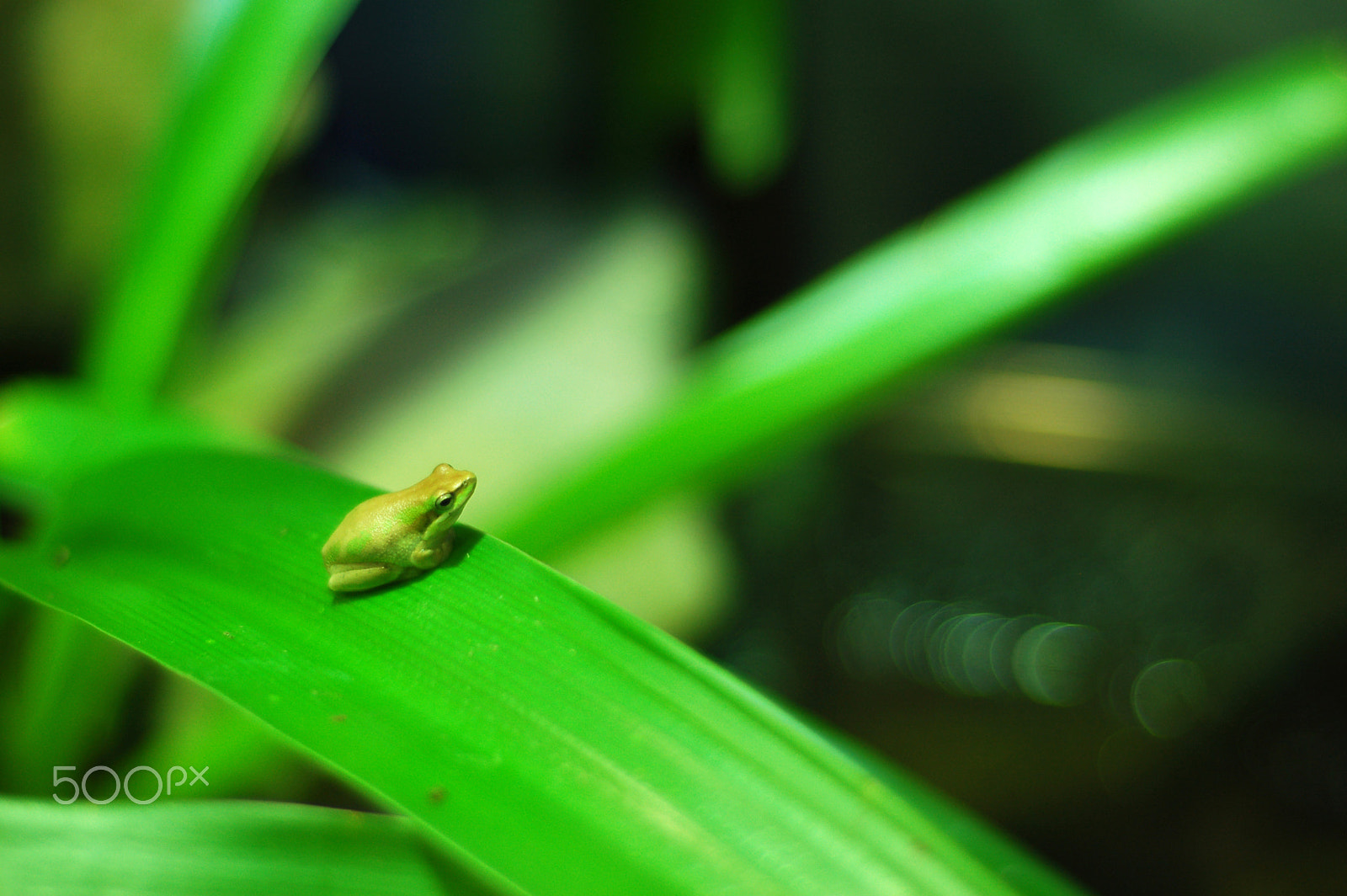 Nikon D50 + Nikon AF Nikkor 50mm F1.8D sample photo. Green tree frog photography