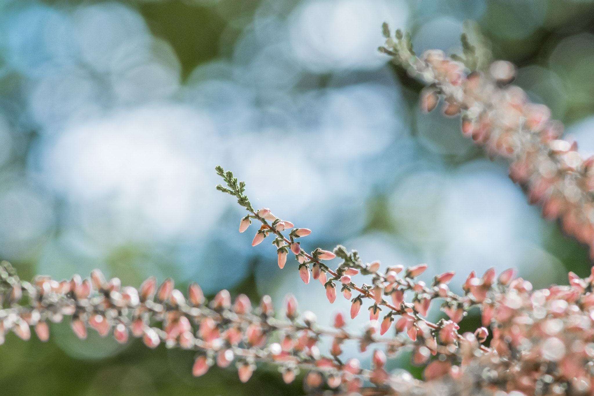 Tokina AT-X Pro 100mm F2.8 Macro sample photo