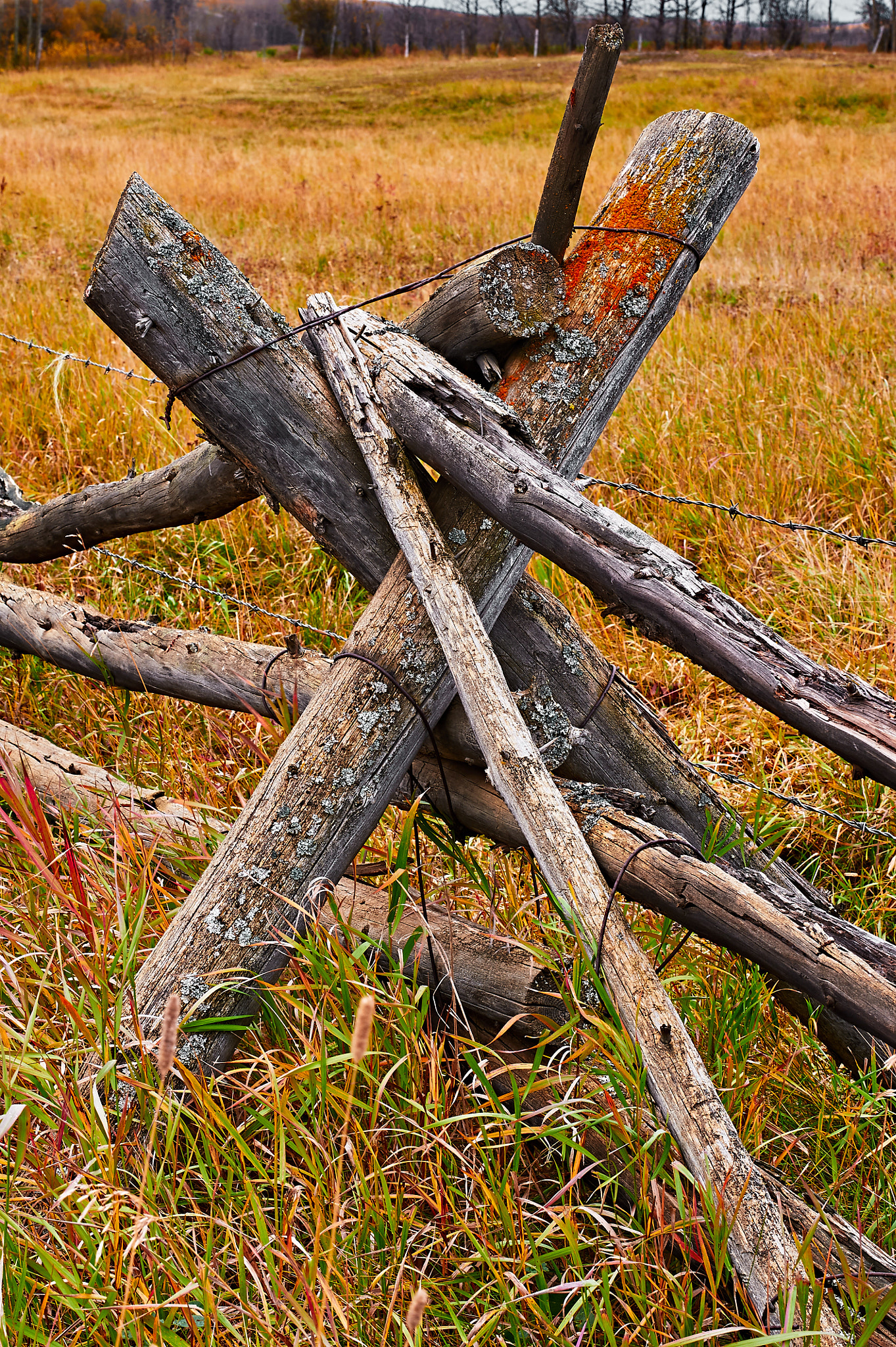 Nikon D700 sample photo. Old log fence, weathered  rails in autumn photography
