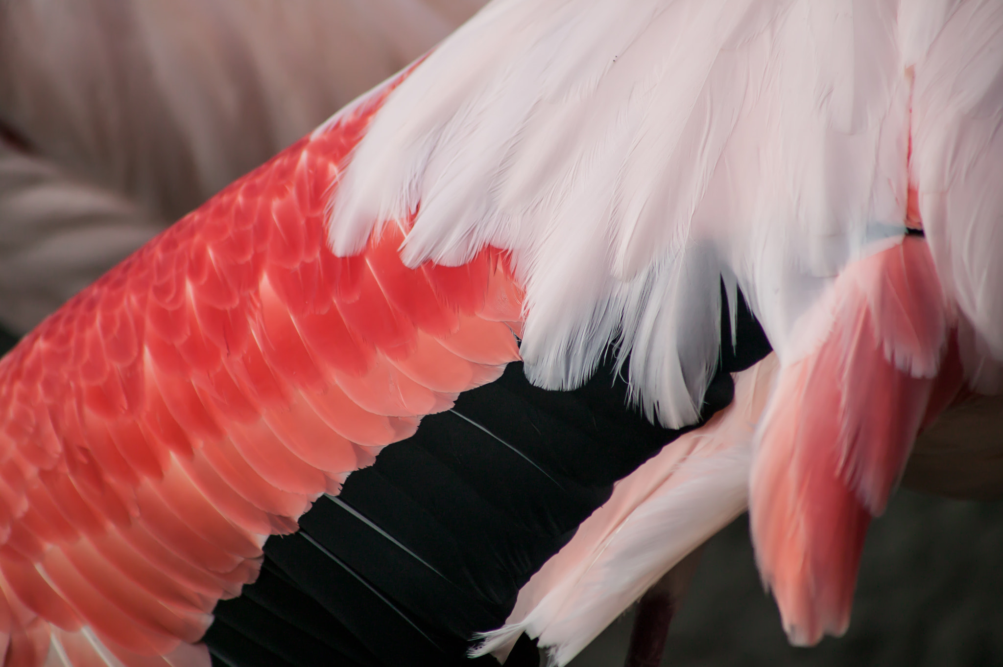 Canon EOS-1Ds sample photo. Federkleid von einem flamingo photography