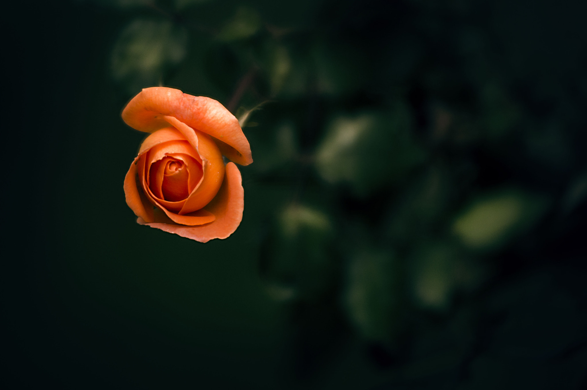 AF Zoom-Nikkor 80-200mm f/2.8 ED sample photo. ورد photography