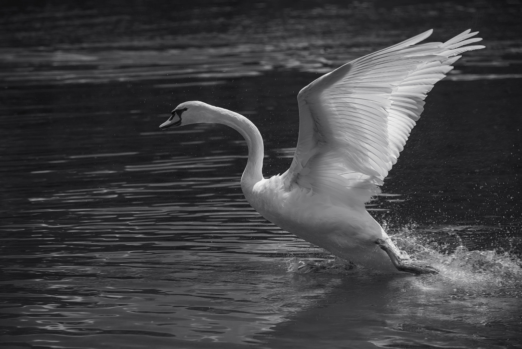 Nikon D800E sample photo. Take off photography