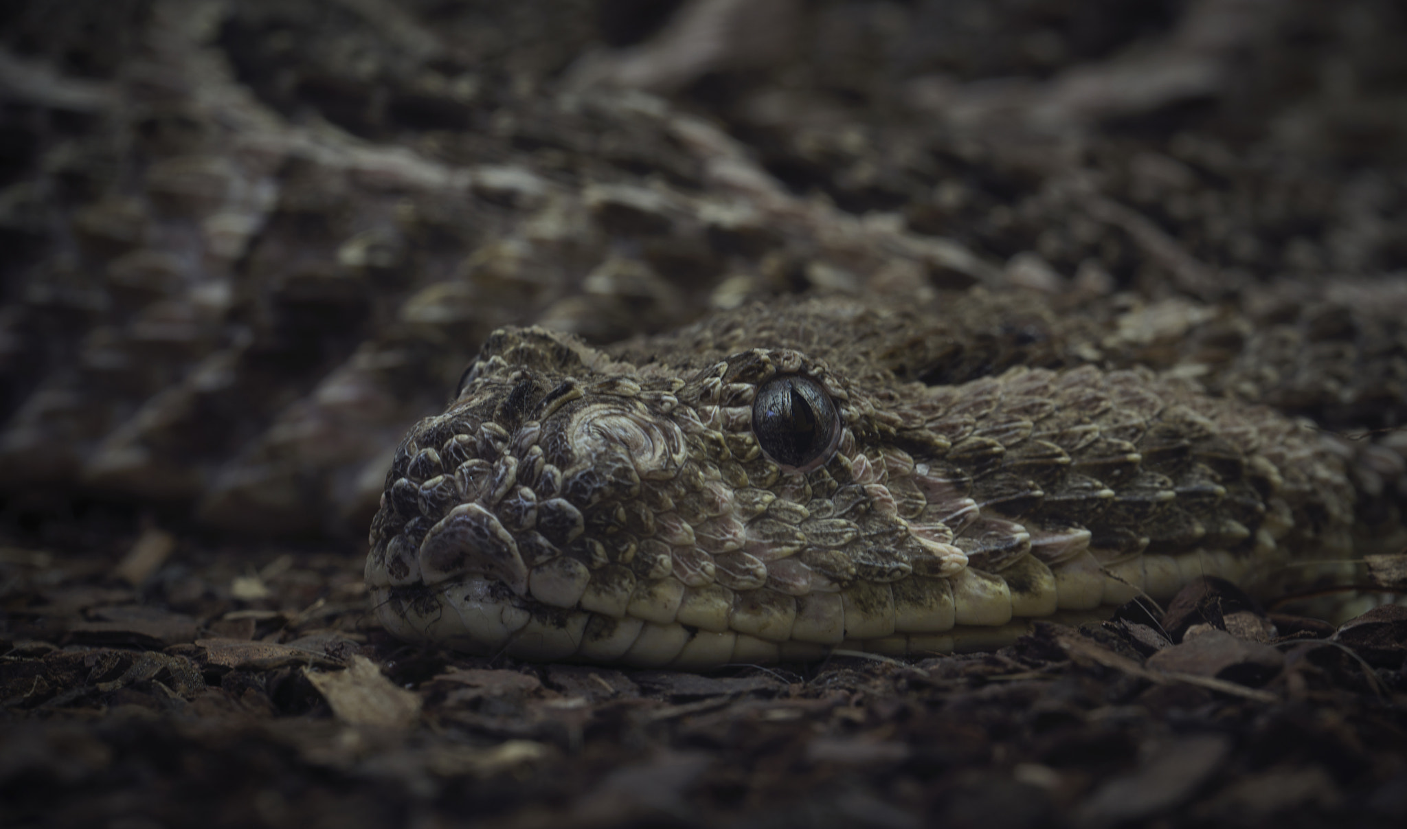 Sigma 150mm F2.8 EX DG OS Macro HSM sample photo. Puffotter photography