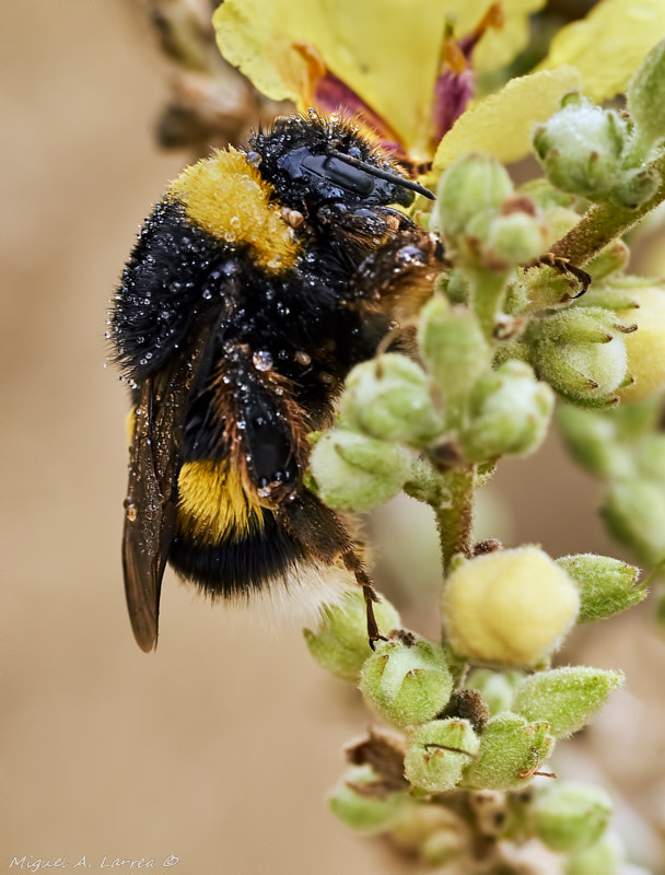Sony ILCA-77M2 + Tamron SP AF 90mm F2.8 Di Macro sample photo. Bombus terrestris photography