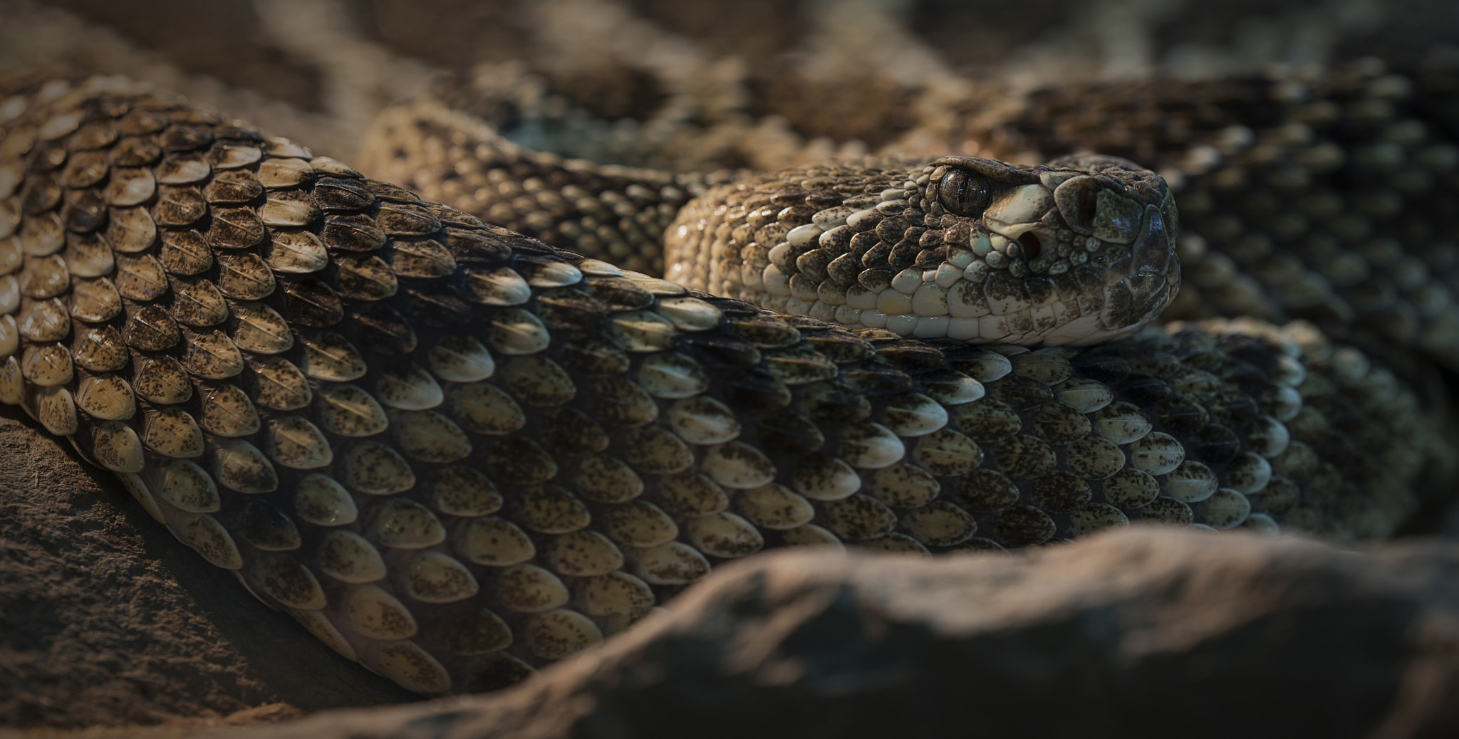 Sigma 150mm F2.8 EX DG OS Macro HSM sample photo. Hybride photography