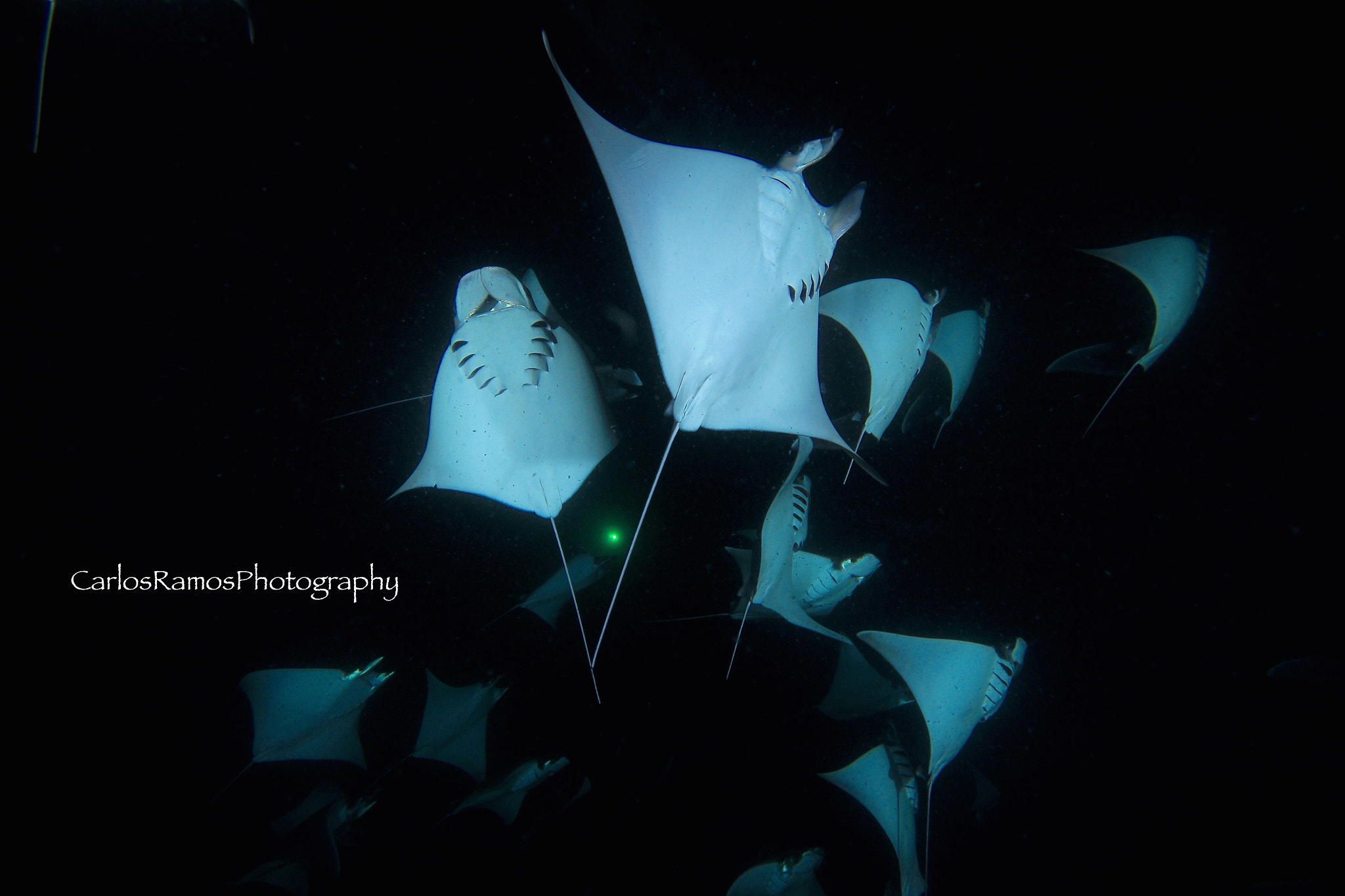 Canon EOS 650D (EOS Rebel T4i / EOS Kiss X6i) sample photo. Night dive with moblula photography