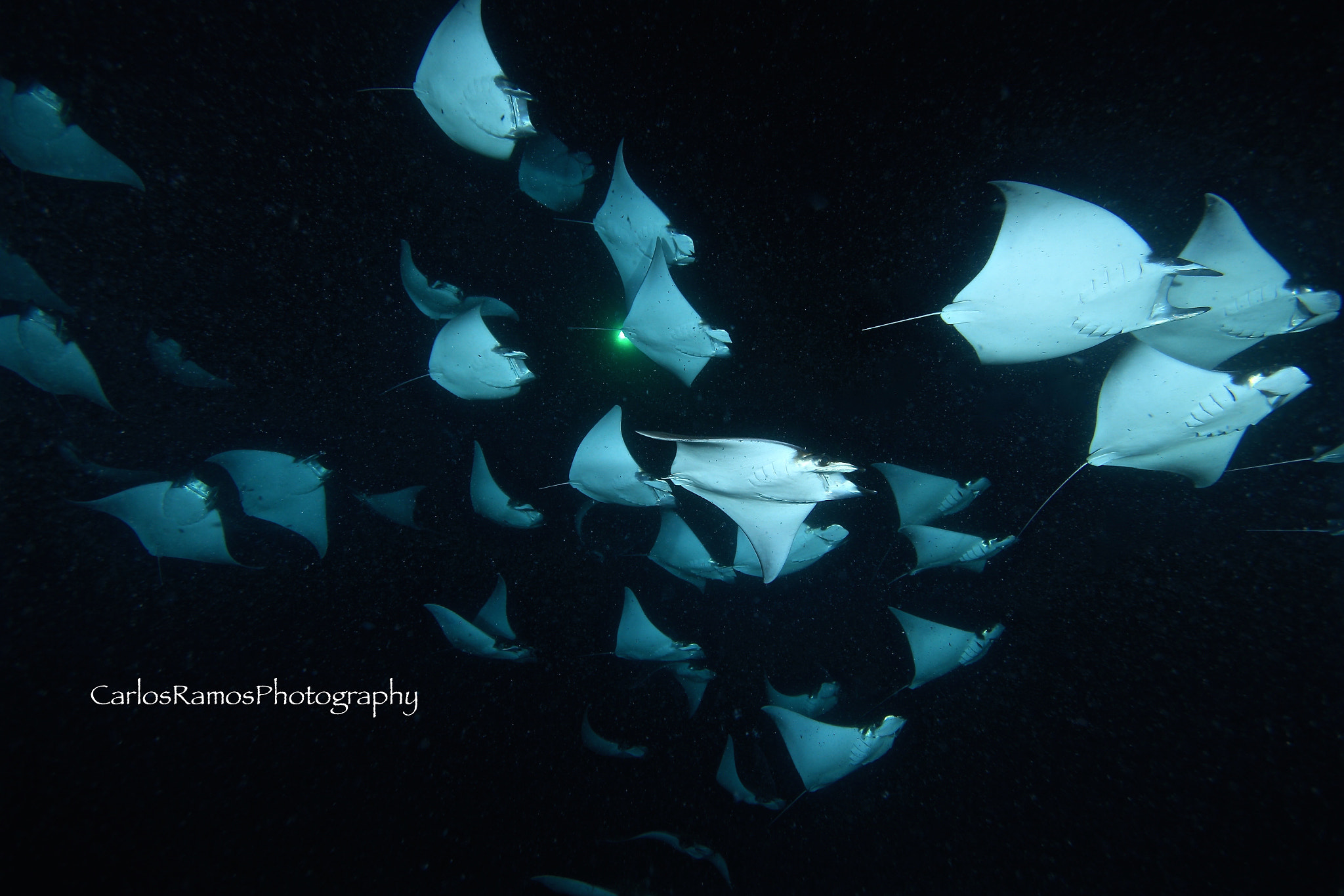 Canon EOS 650D (EOS Rebel T4i / EOS Kiss X6i) sample photo. Night dive with moblula photography