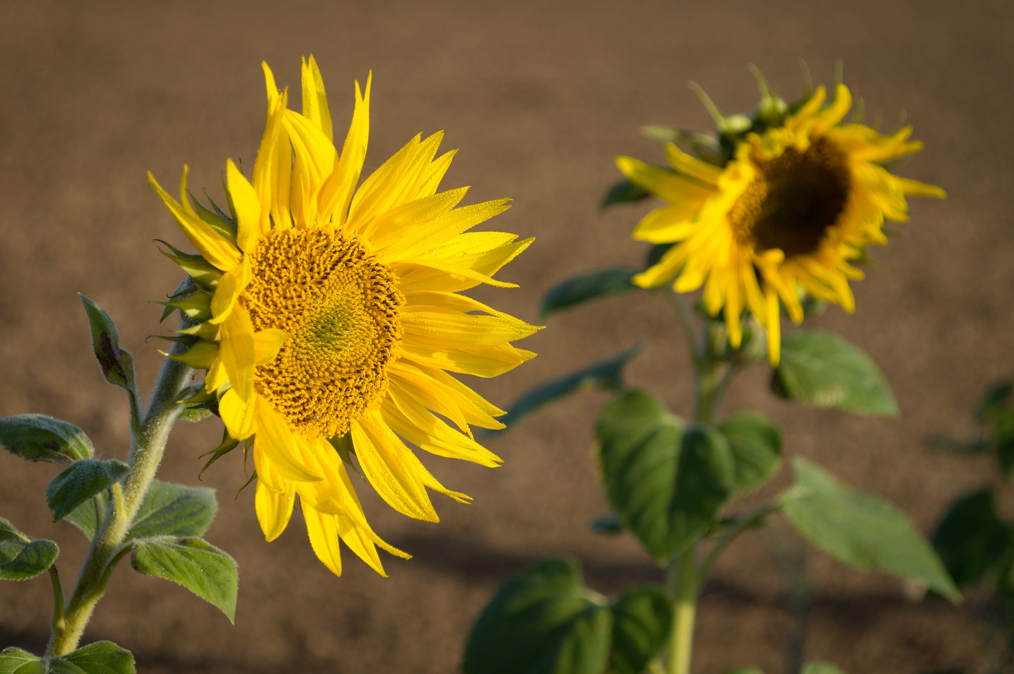 Sony DT 16-105mm F3.5-5.6 sample photo. Here comes the sun! photography