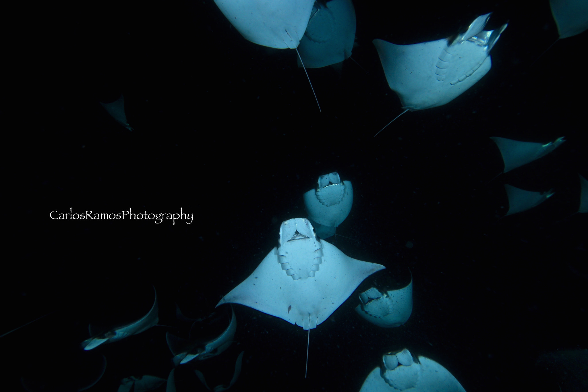 Canon EOS 650D (EOS Rebel T4i / EOS Kiss X6i) sample photo. Night dive with moblula photography