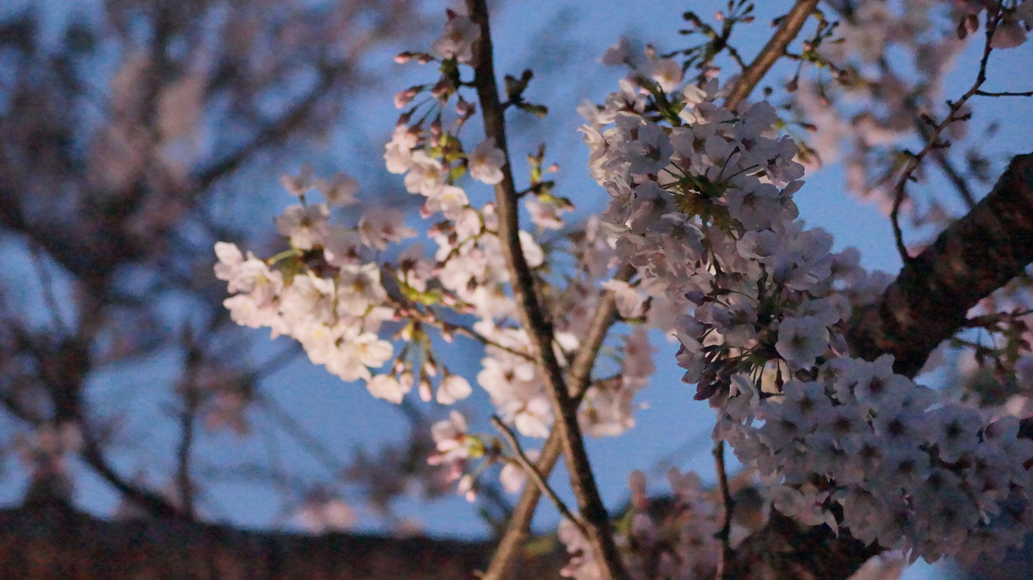 Sony DT 55-200mm F4-5.6 SAM sample photo. Dsc photography