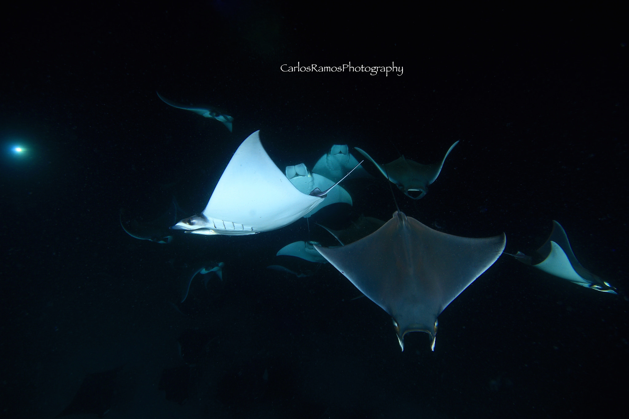 Canon EOS 650D (EOS Rebel T4i / EOS Kiss X6i) sample photo. Night dive with moblula photography