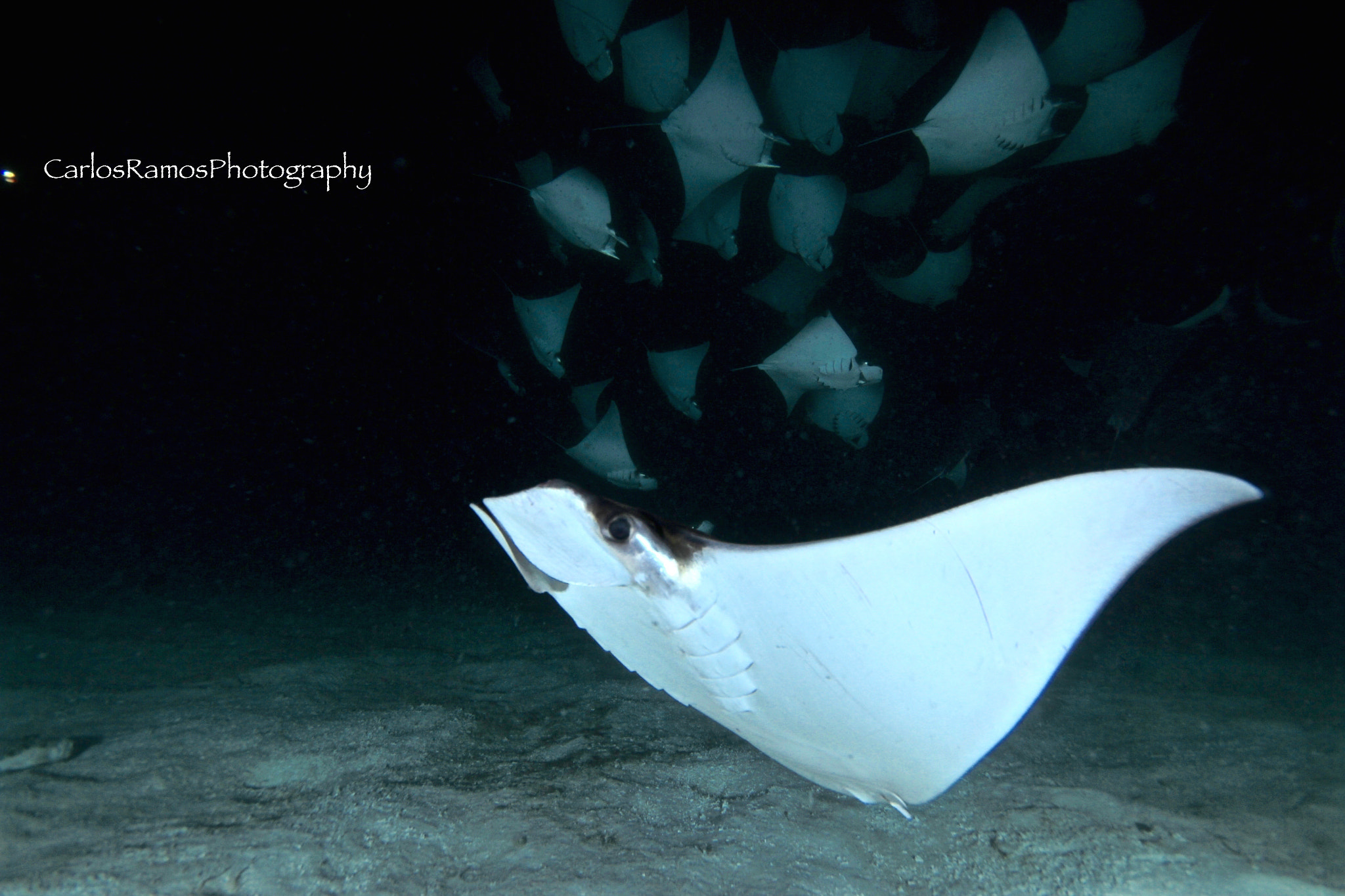 Canon EOS 650D (EOS Rebel T4i / EOS Kiss X6i) sample photo. Night dive with moblula photography