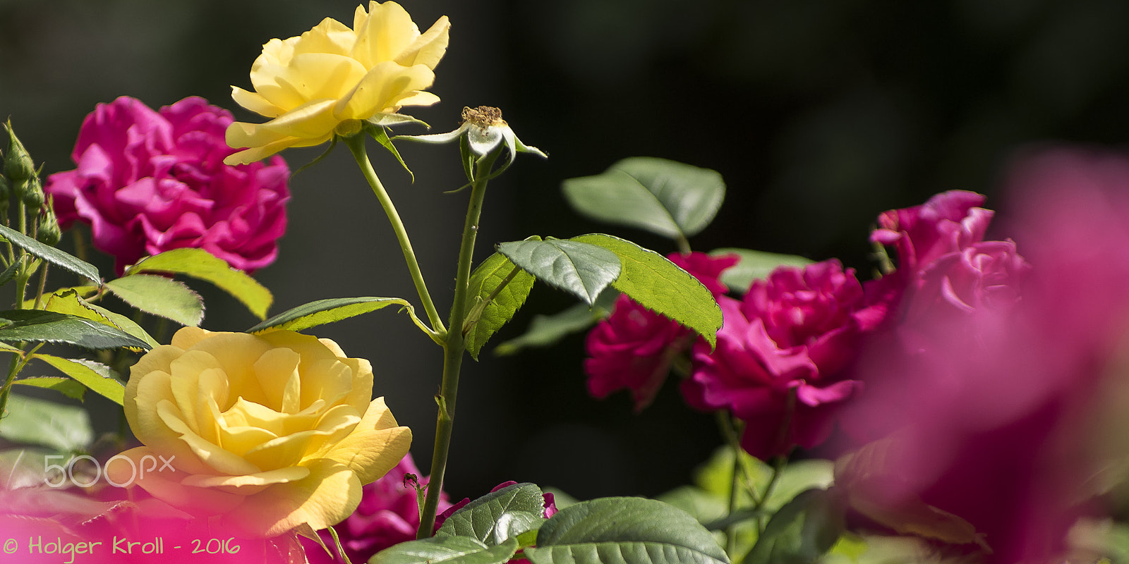 Pentax smc DA* 50-135mm F2.8 ED (IF) SDM sample photo. Rose photography