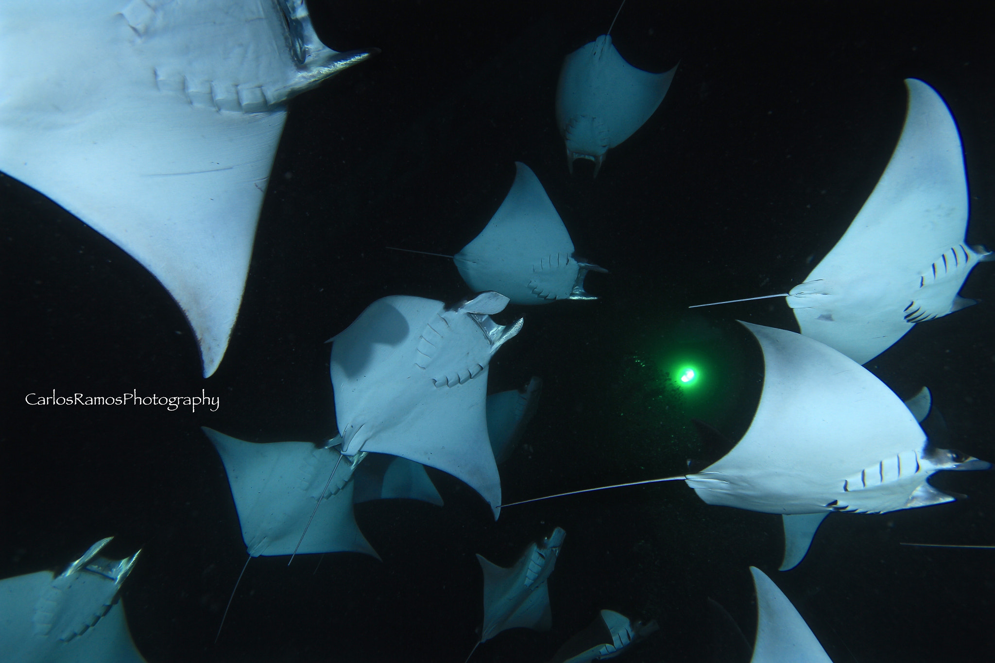 Canon EOS 650D (EOS Rebel T4i / EOS Kiss X6i) sample photo. Night dive with moblula photography