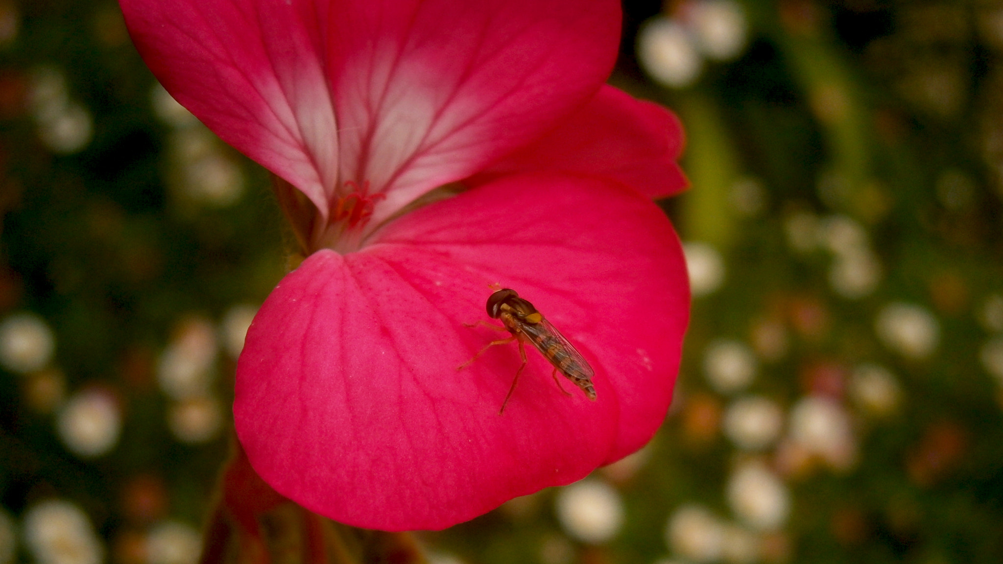 Olympus VG160,X990,D745 sample photo. Insect resting photography