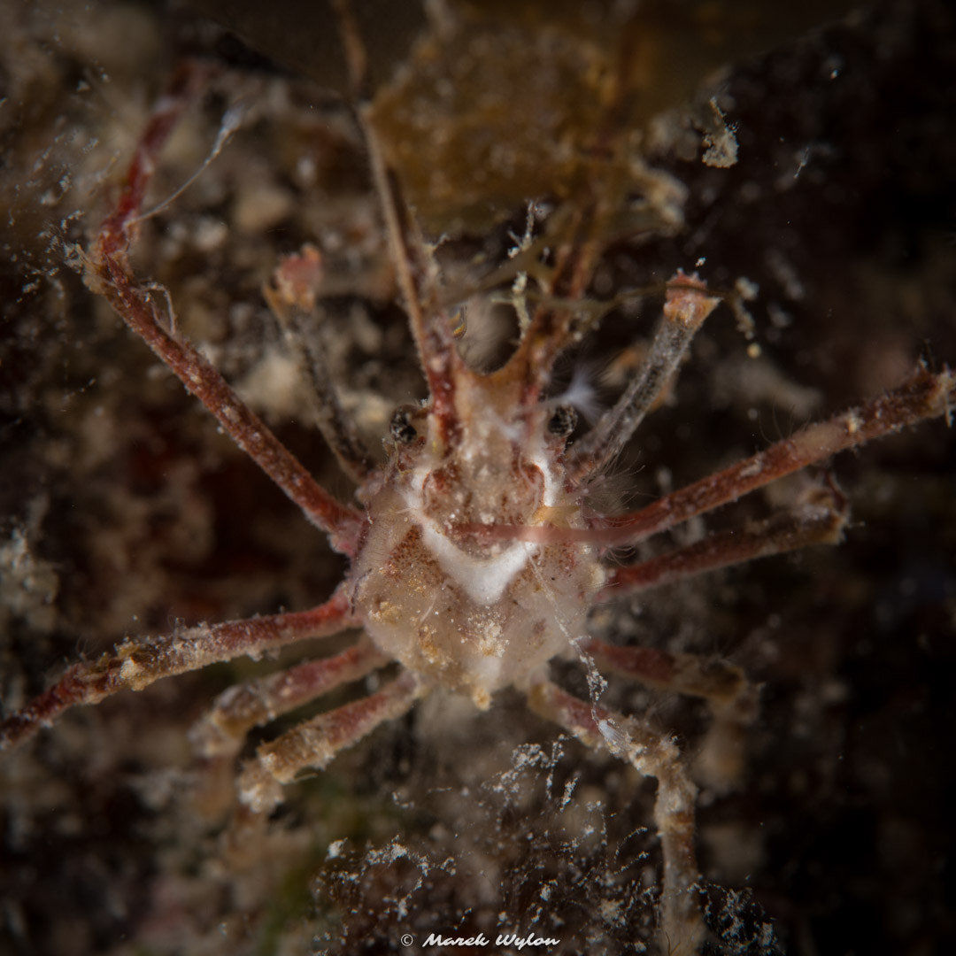 Nikon D800E sample photo. White-v hydroid crab | fiji | 2014.11.04 photography