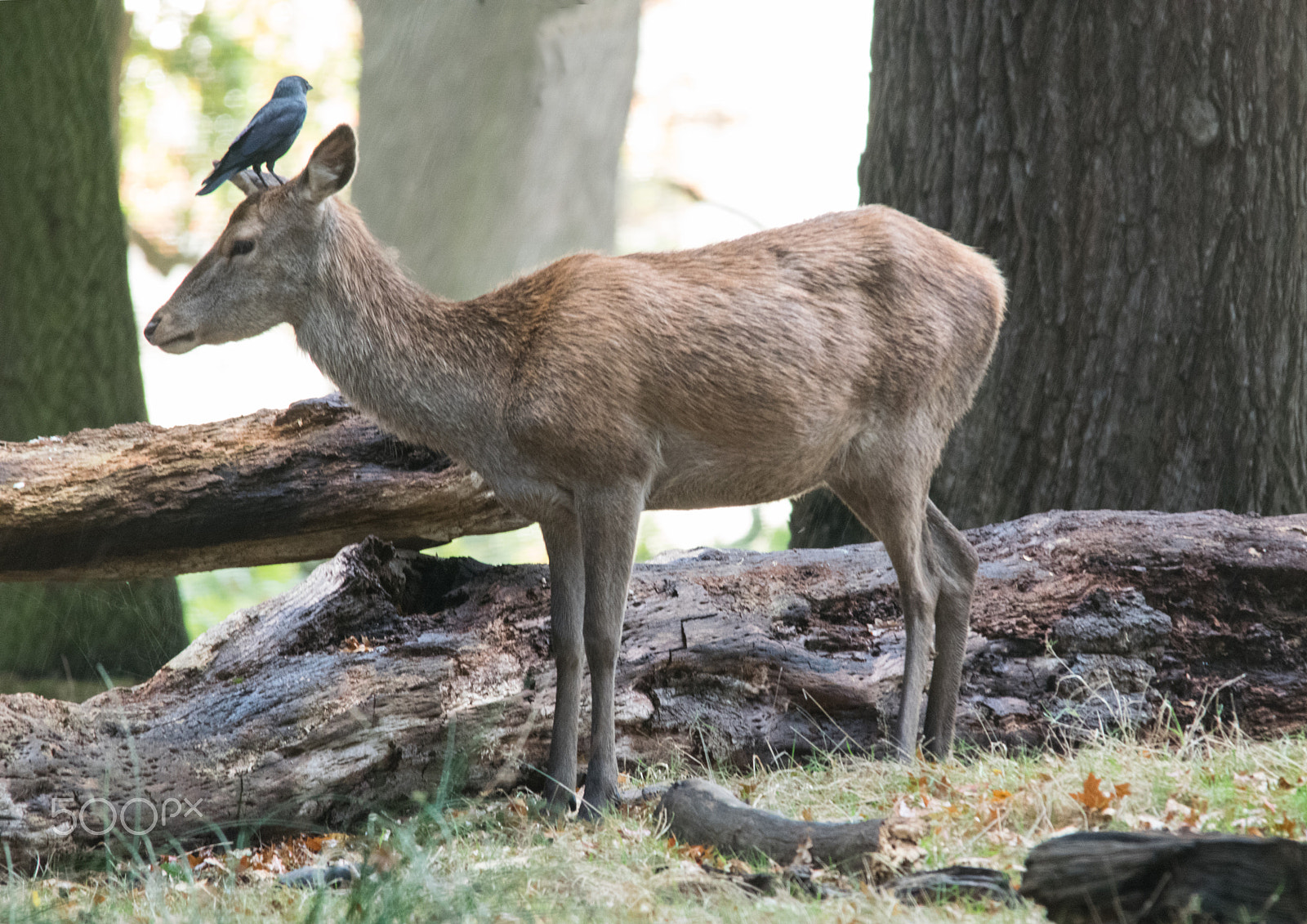 Sigma 150-500mm F5-6.3 DG OS HSM sample photo. On my head photography