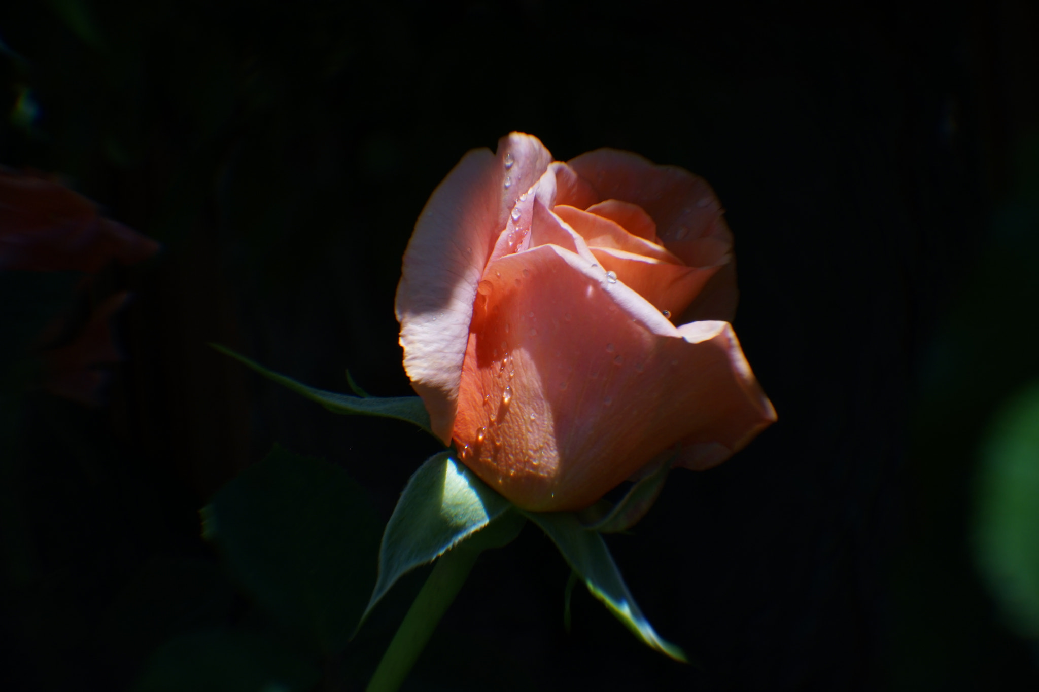 Sony a7 II sample photo. Tears of rose photography